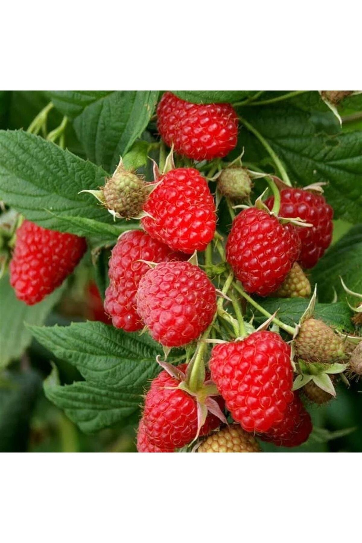 - Heritage Ahududu Fidanı (özel Çeşit / Iri Meyveli / Açık Kök)