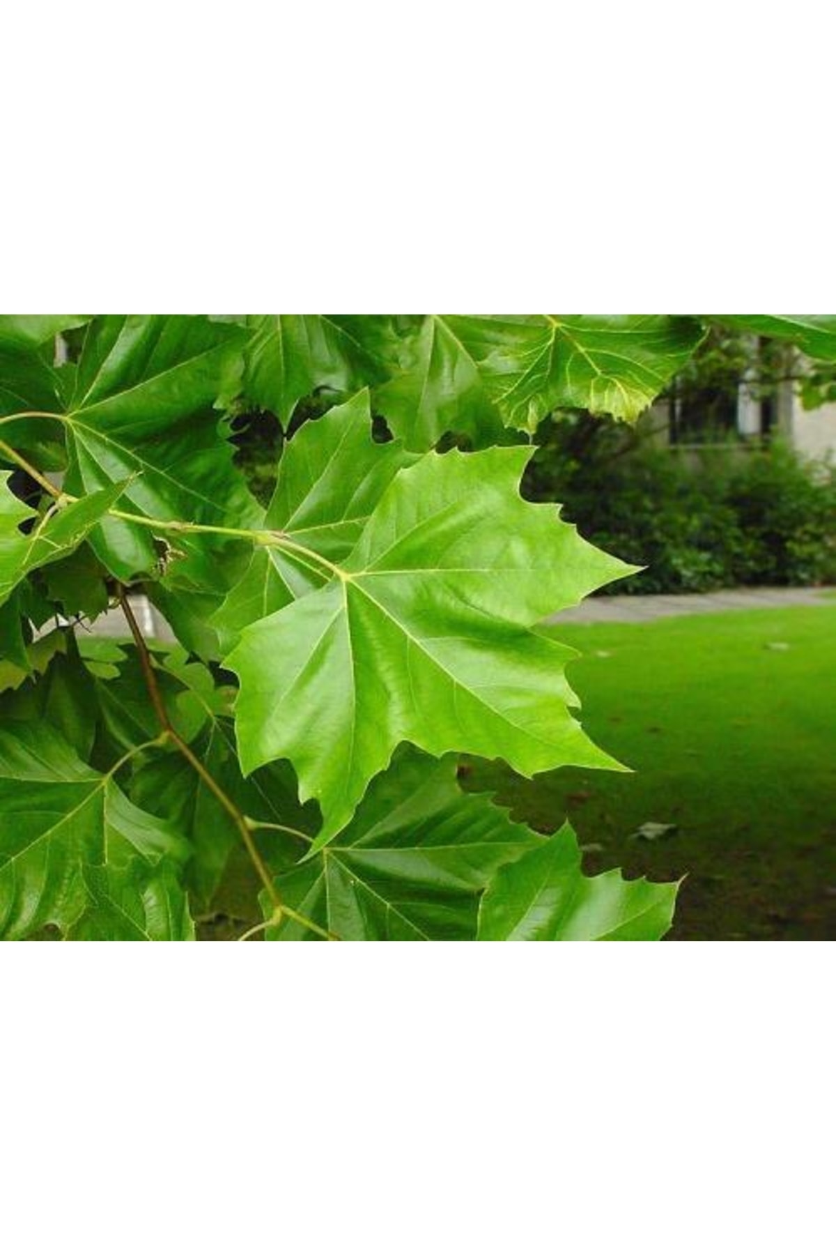 Tüplü Çınar Fidanı Yaş 1 Boy 90-110cm