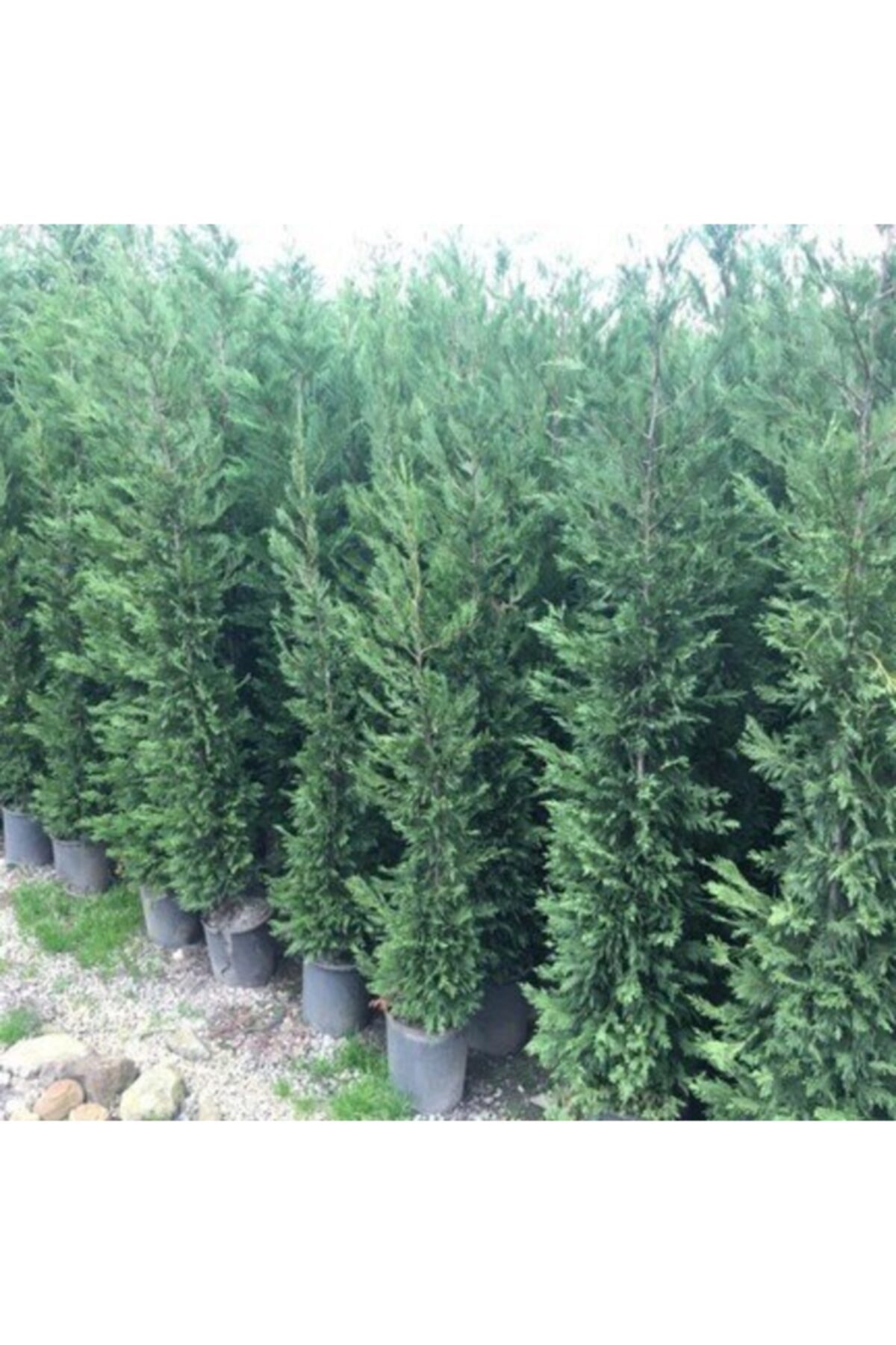 Saksıda Leylandi Fidanı (80-110 Cm)