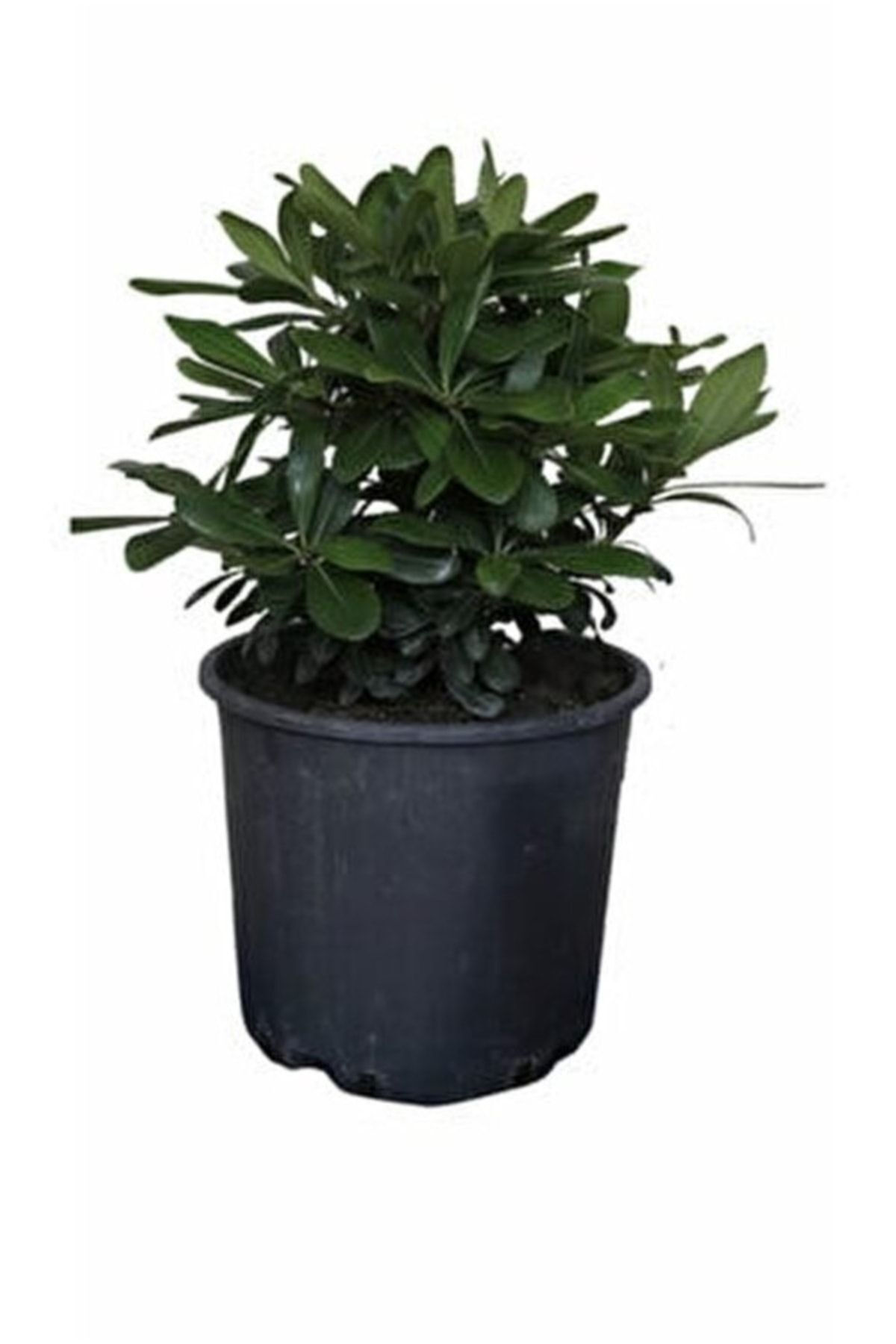 Saksıda 2 Adet Bodur Yıldız Çalısı - Pitos (pittosporum Tobira Nana)