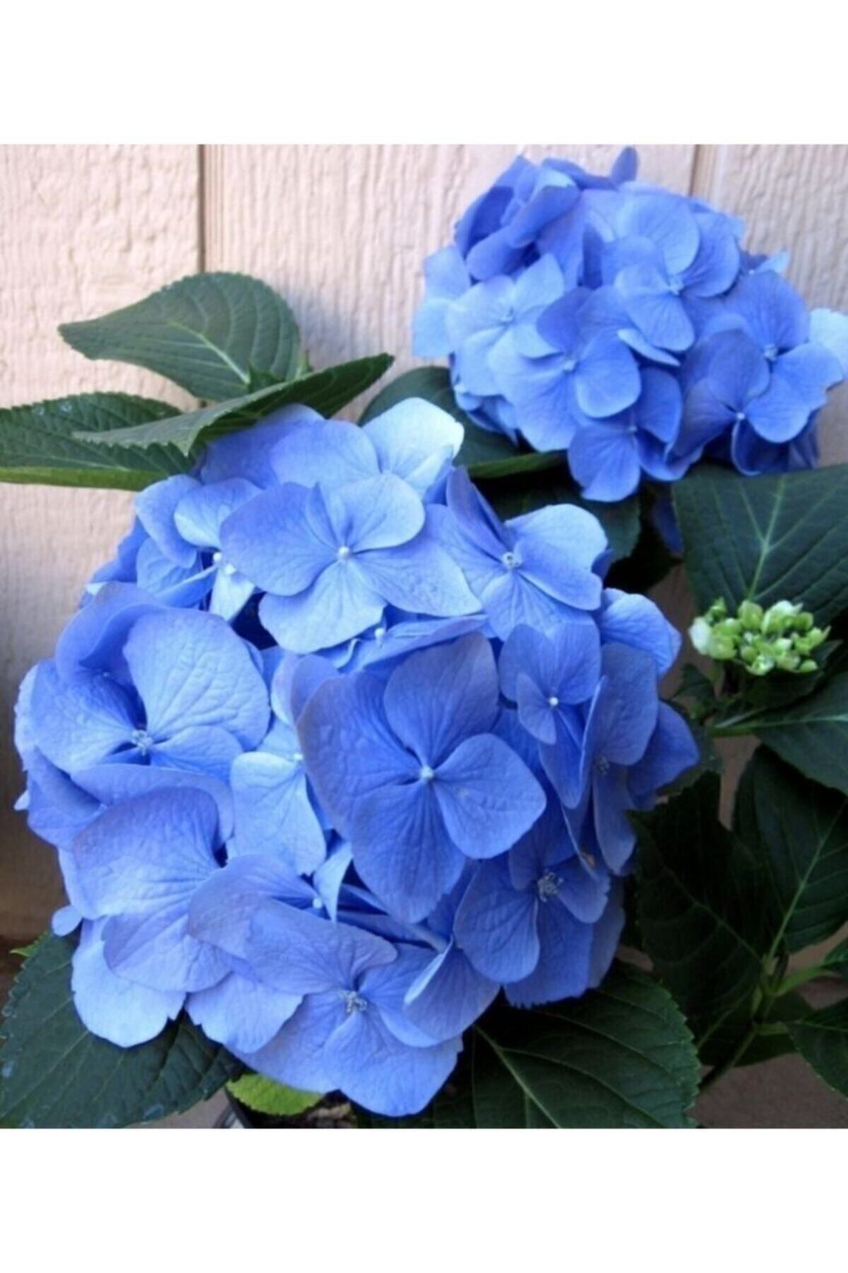 Tüplü Mavi Ortanca Fidanı 12 Ay Dikim.....