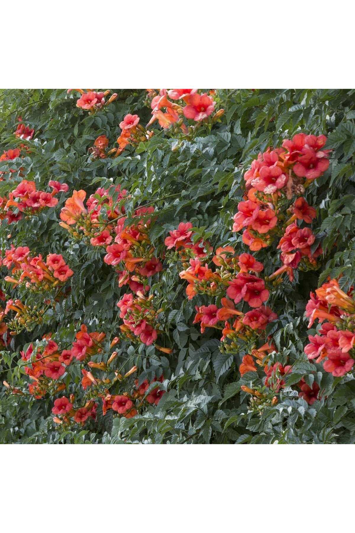 Tüplü Turuncu Acem Borusu Sarmaşığı Fidanı