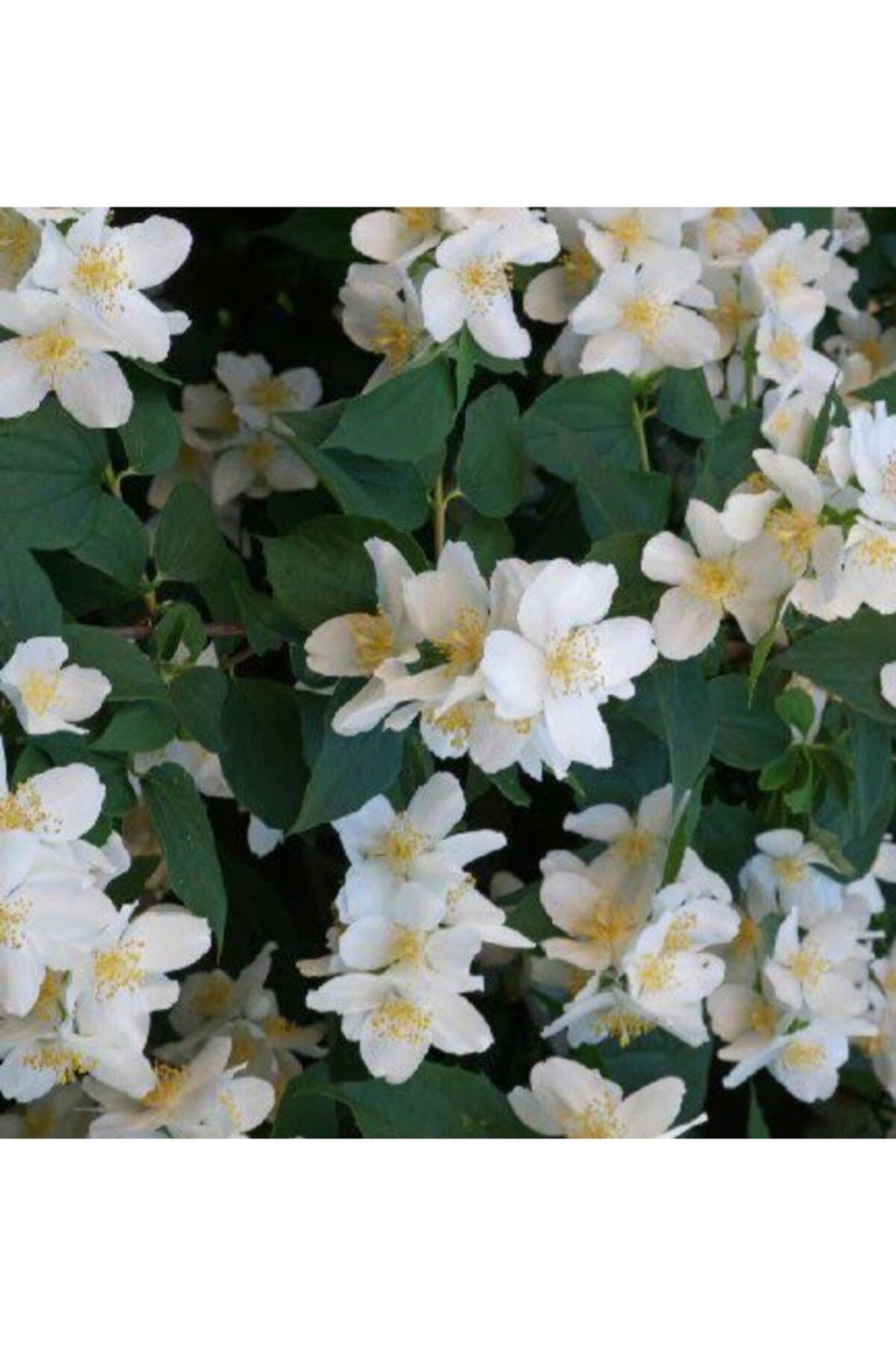 Fil Bahri Çiçeği Saksı Içinde Hoş Kokulu Çiçek Fidanı