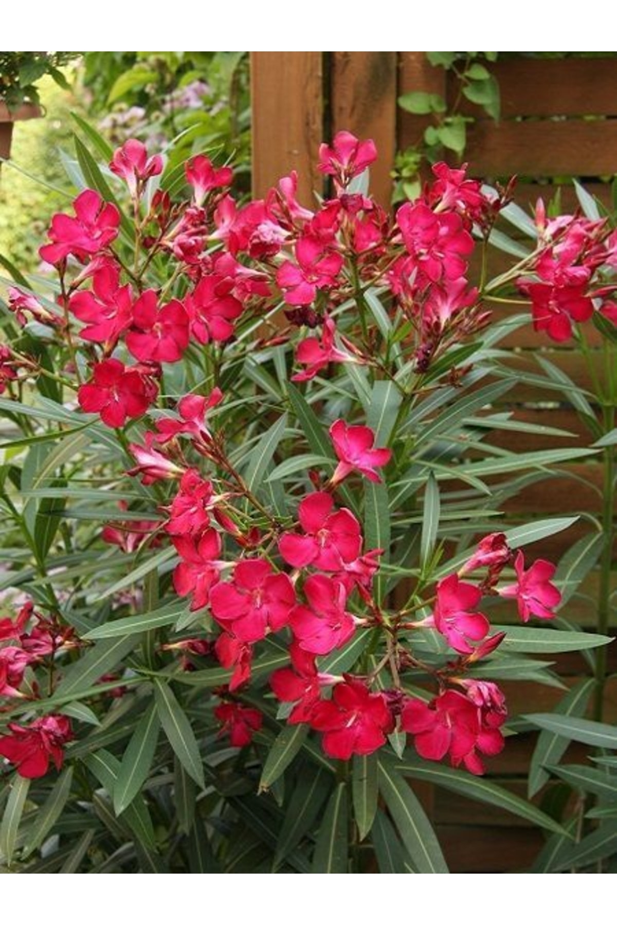 Tüplü Zakkum Fidanı Pembe Çiçekli Nerium Oleander