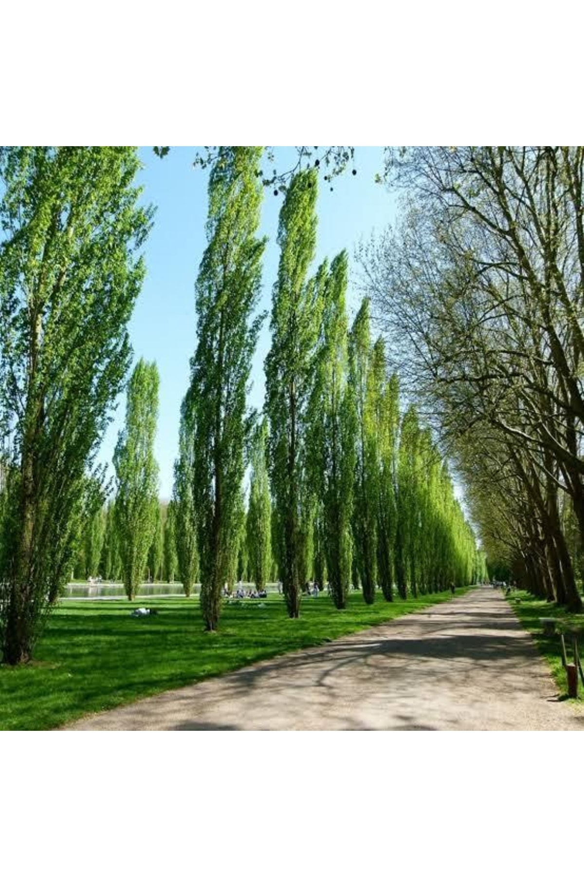 Kavak Ağacı Fidanı