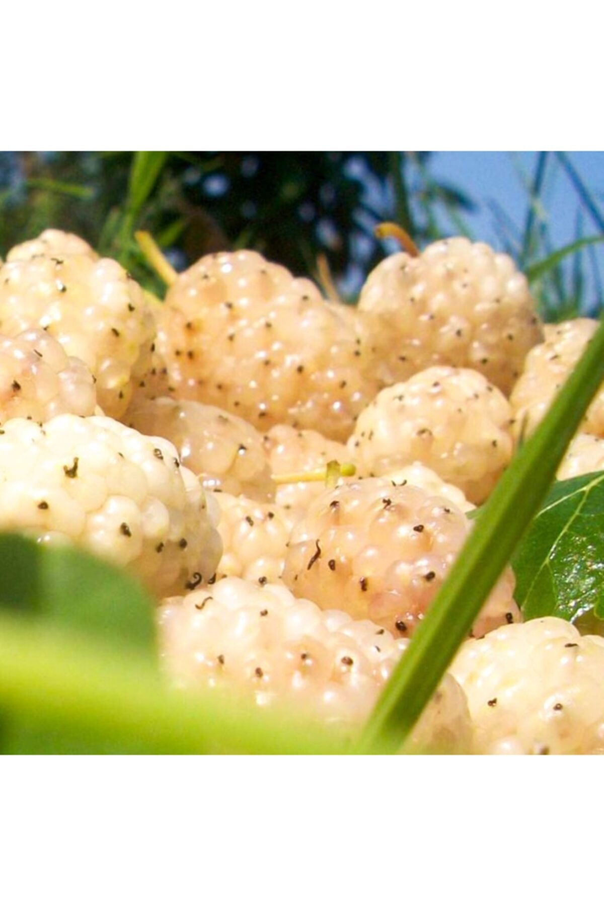 Tüplü Yediveren Çok Şıralı Yerli Beyaz Dut Fidanı