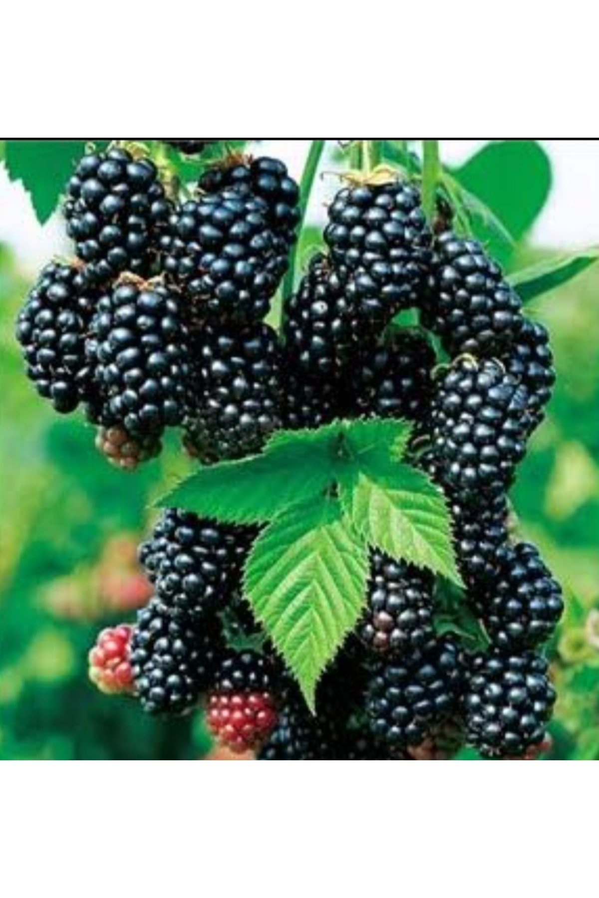 Dikensiz Yediveren Böğürtleyen Fidanı(AÇIK KÖKLÜ)