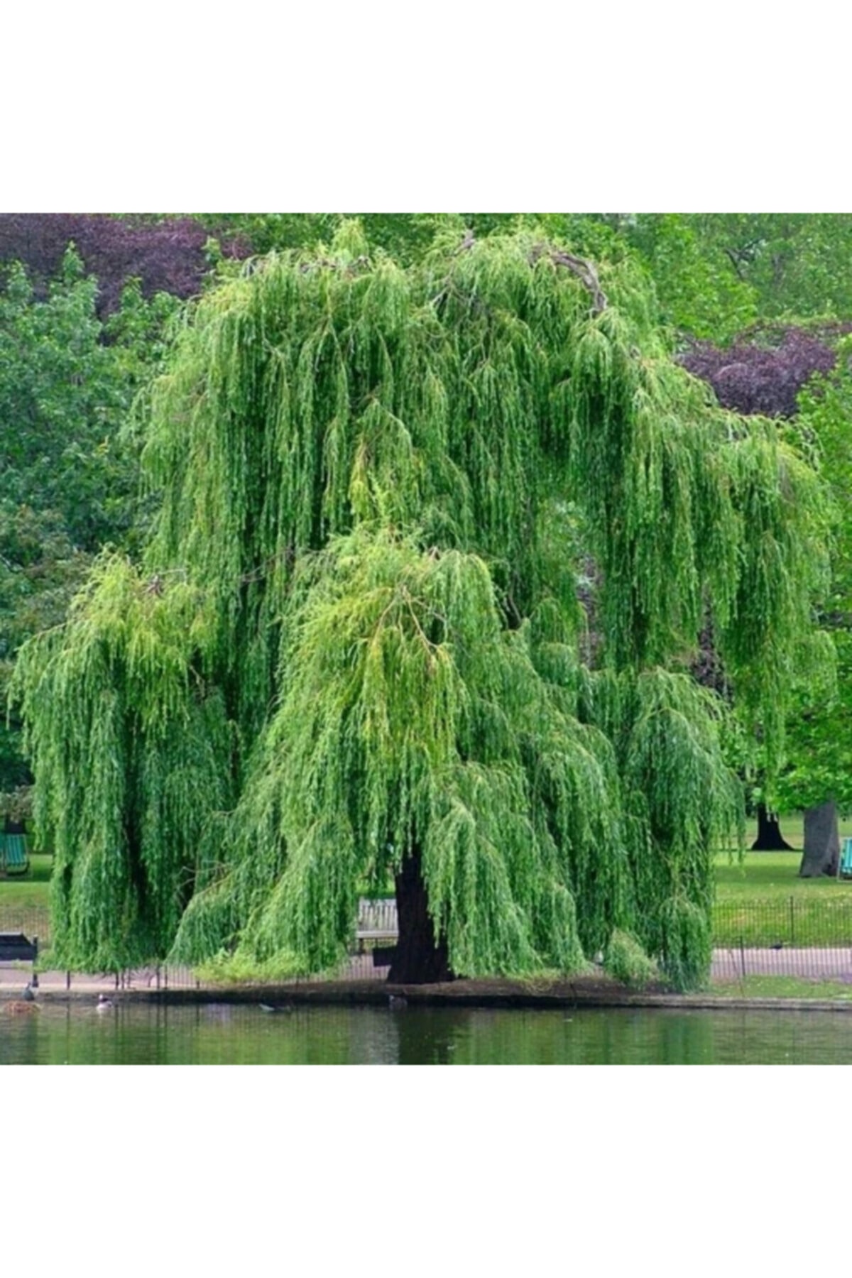 Tüplü Salkım Söğüt Ağacı Fidanı