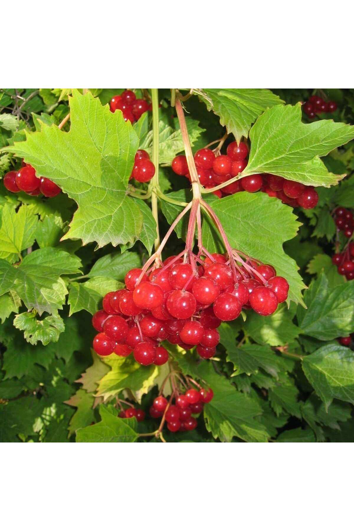 Salkım Girebolu Gilaburu Fidanı