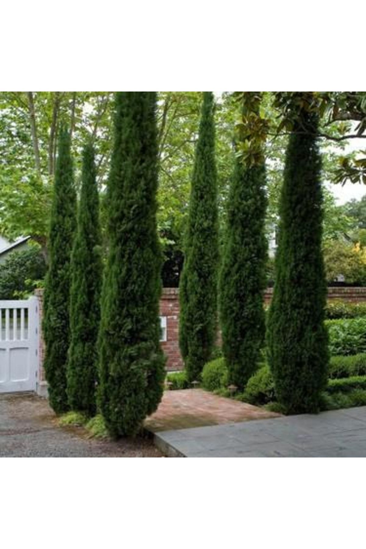 4 Adet Tüplü Kara Servi Boy 80-100cm