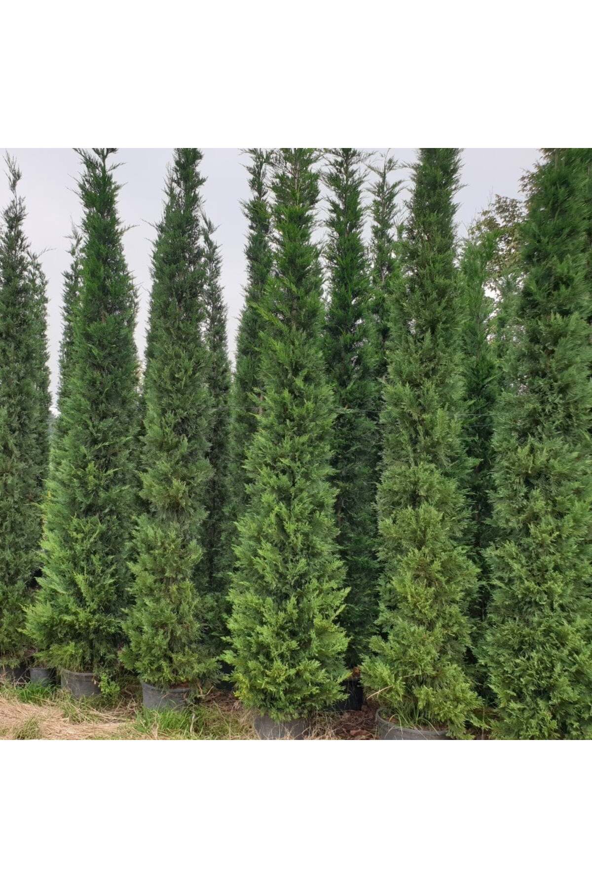 Selvi Leylandi Çam Fidanı Tüplü 60-80 Cm