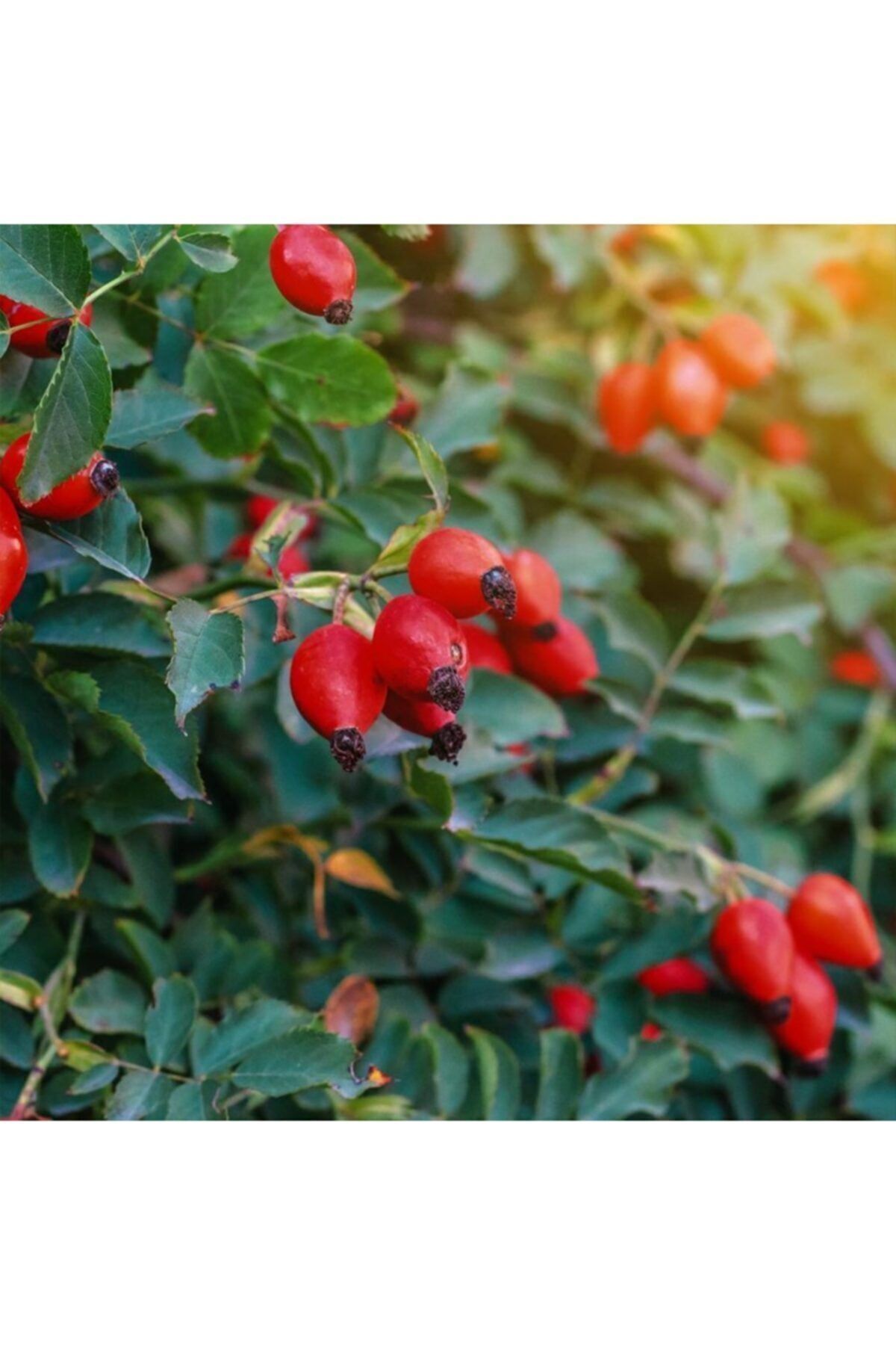 Tüplü Anadolu Şifalı Kuşburnu Fidanı