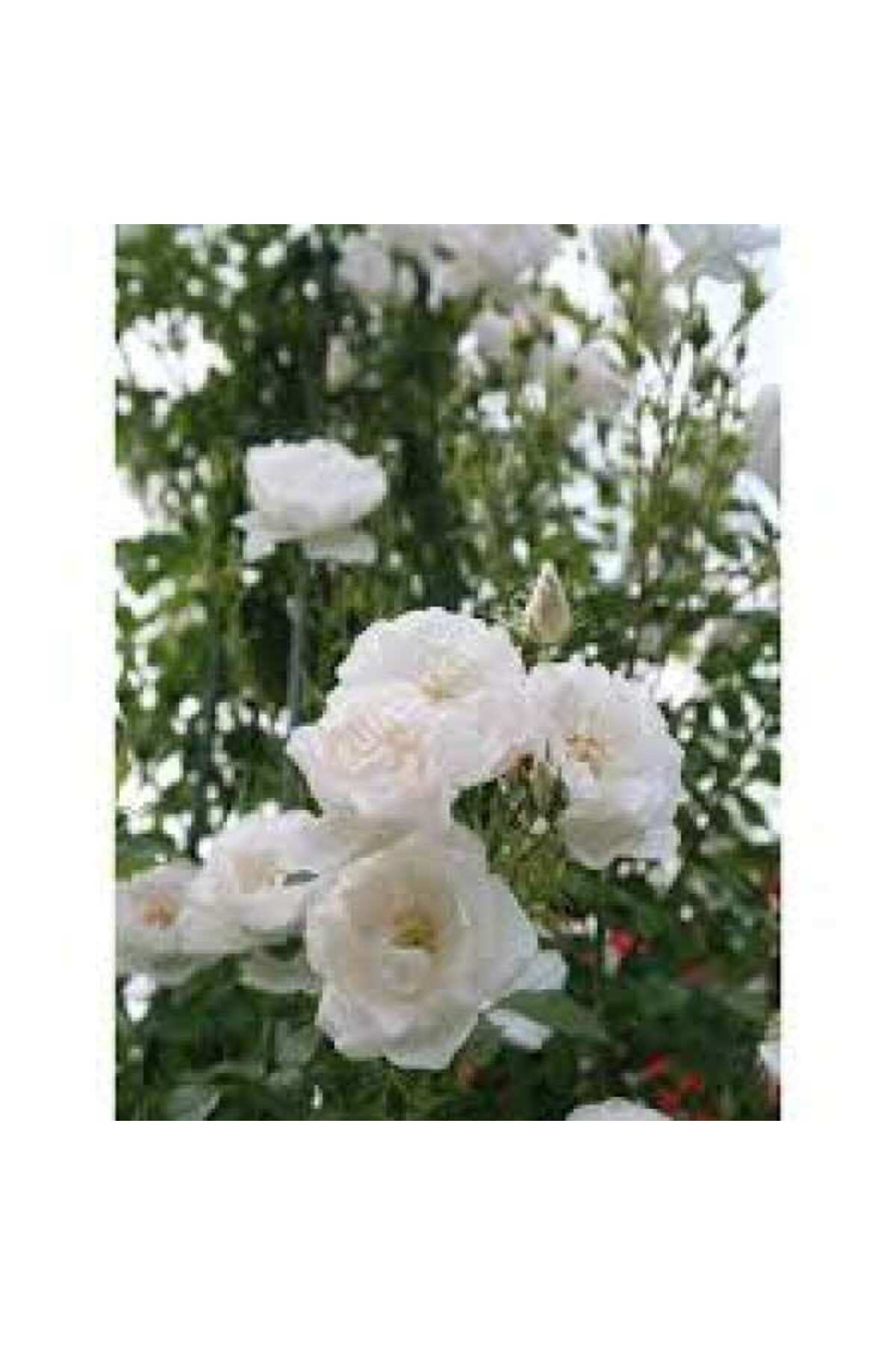 Tüplü Beyaz Sarmaşık Yediveren Gül Fidanı