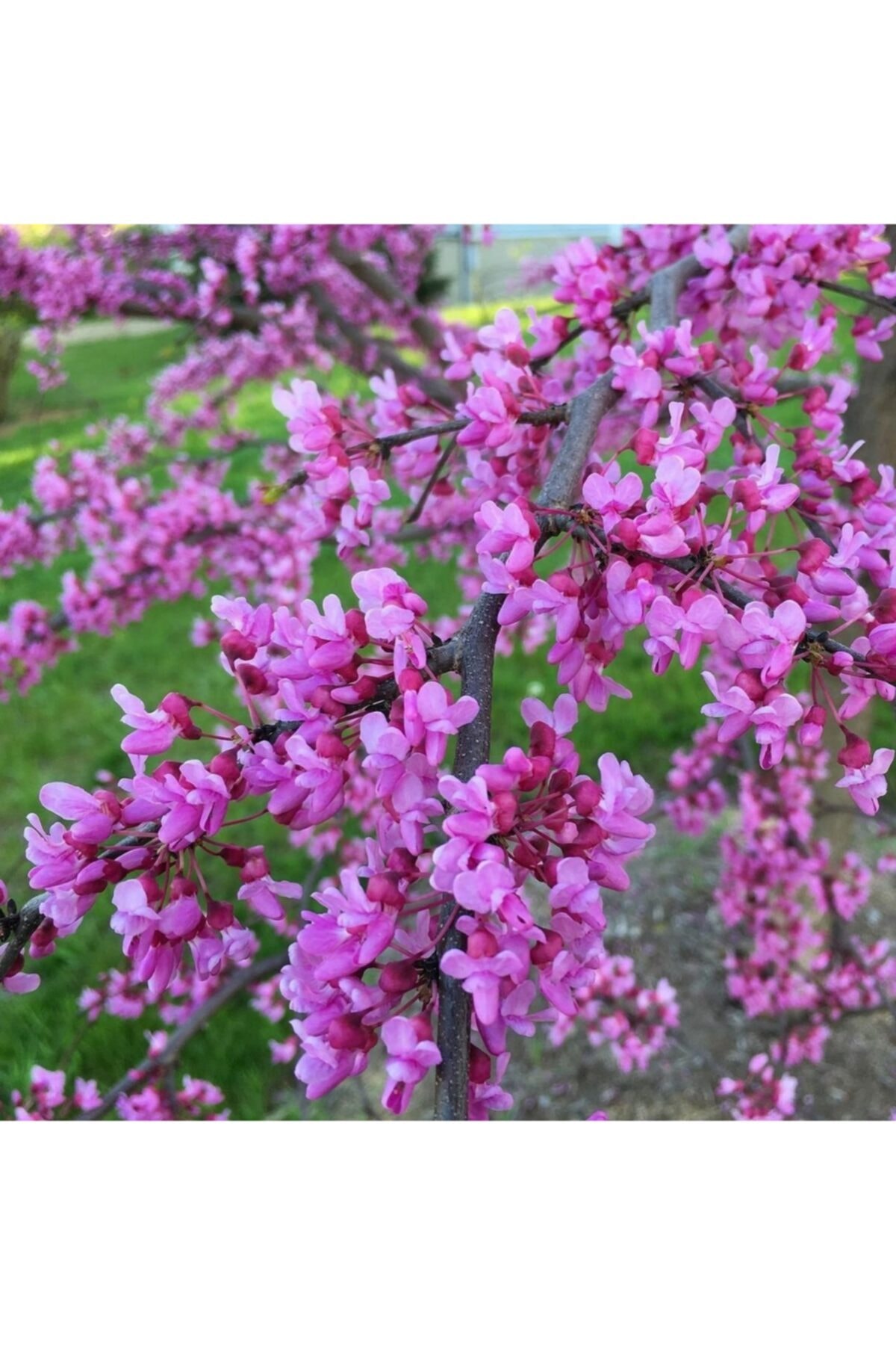 Tüplü Cezbedici Kokulu Erguvan Ağacı Fidanı (60-100 Cm)