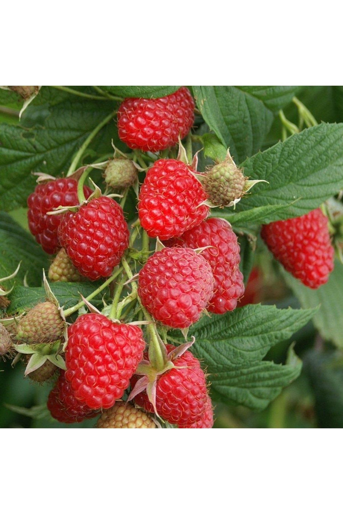 Açık Kök Ahududu - Ahudut - Frambuaz - Fidanı 2 Yaşında - Boy 120 cm