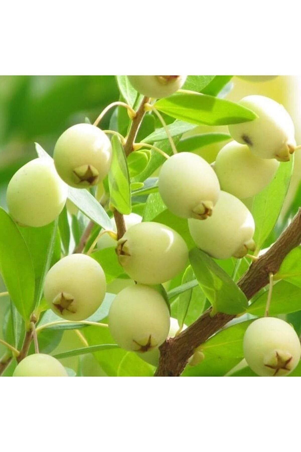 Beyaz Mersin Fidanı (beyaz Murt) Fidesi 3adet