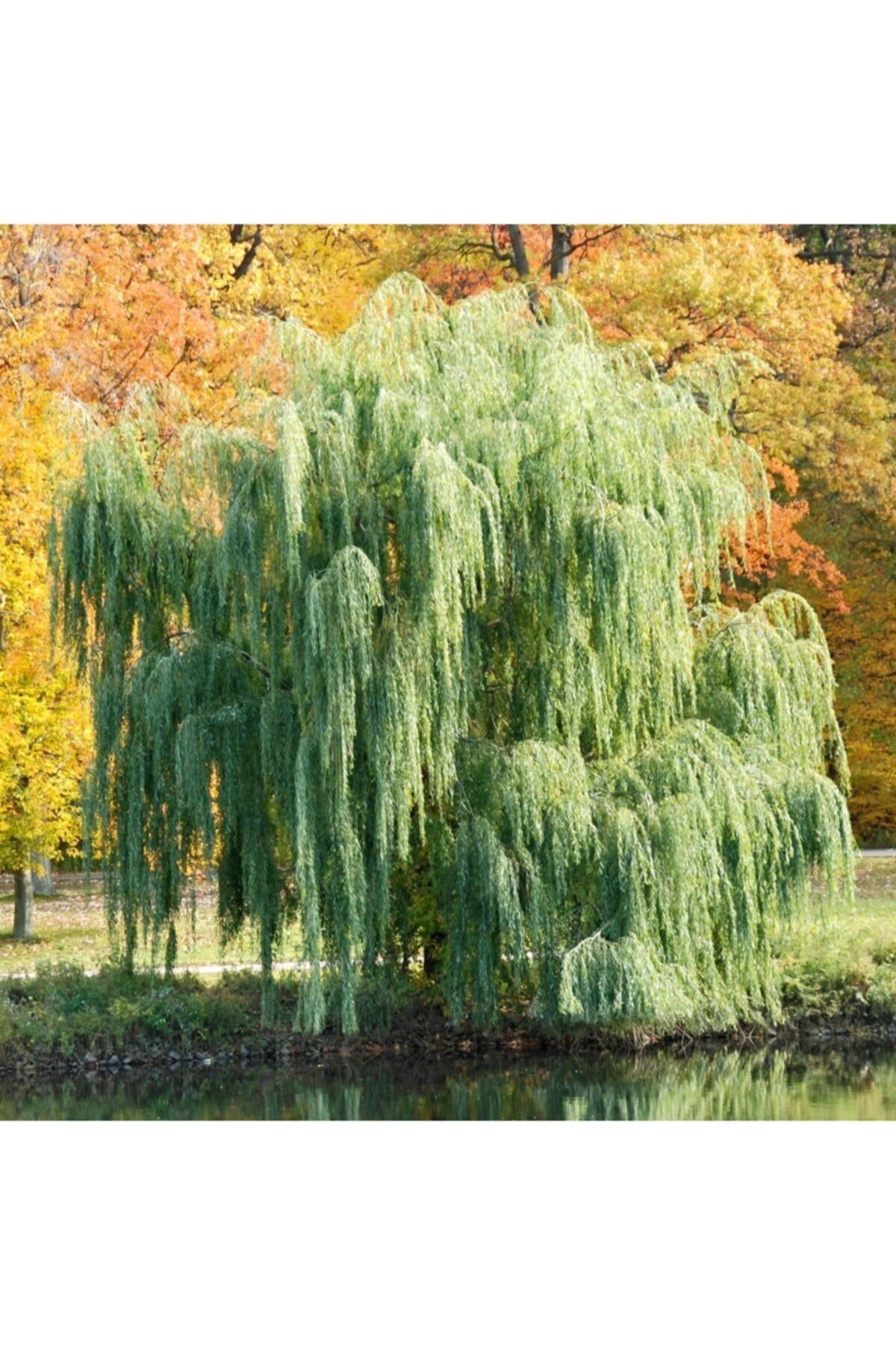 Tüplü Salkım Söğüt Ağacı (salix Bayblonica) Fidanı (5 Adet)