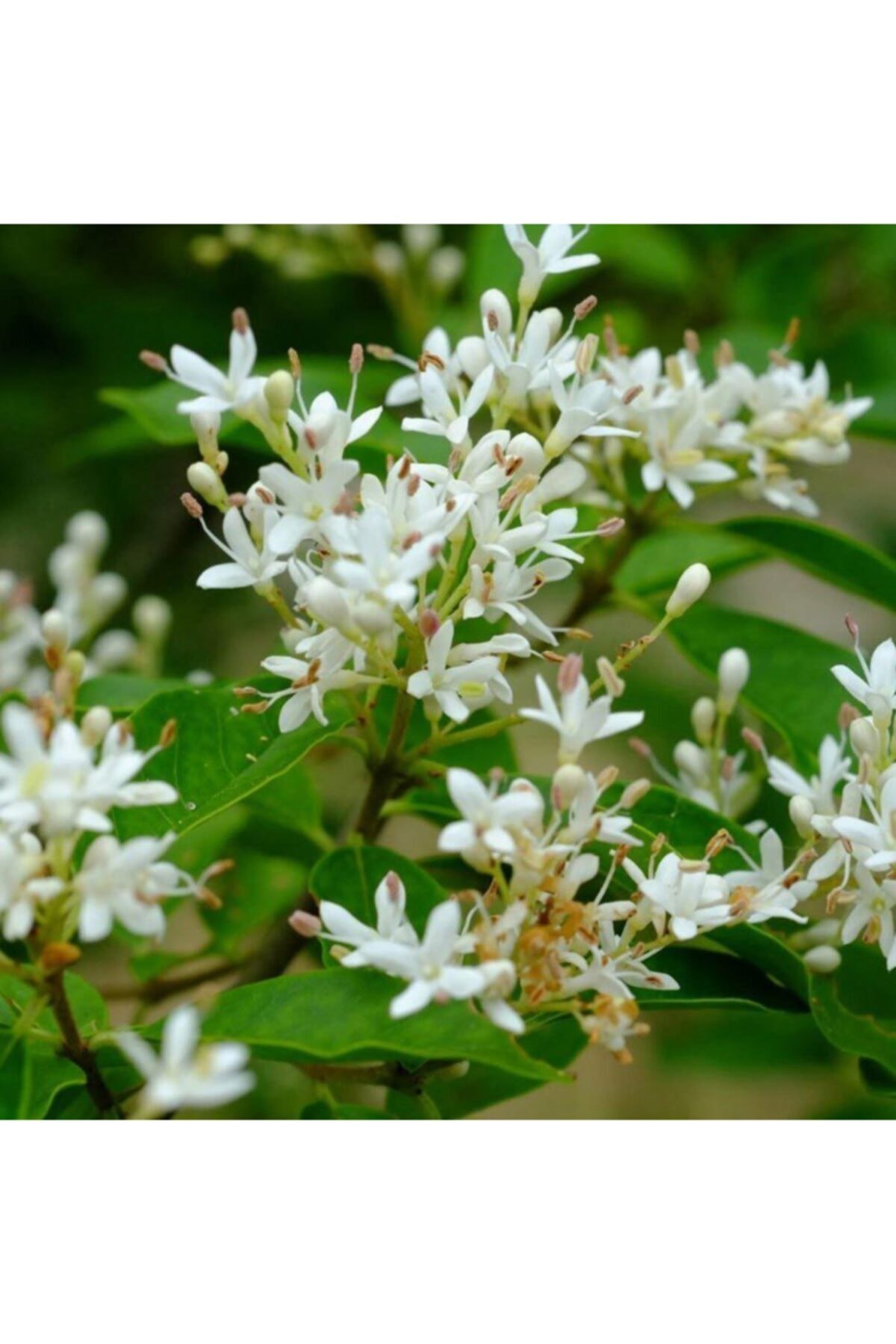 Tüplü Herdem Yeşil Çit Bitkisi Kurtbağrı (ligustrum) Fidanı