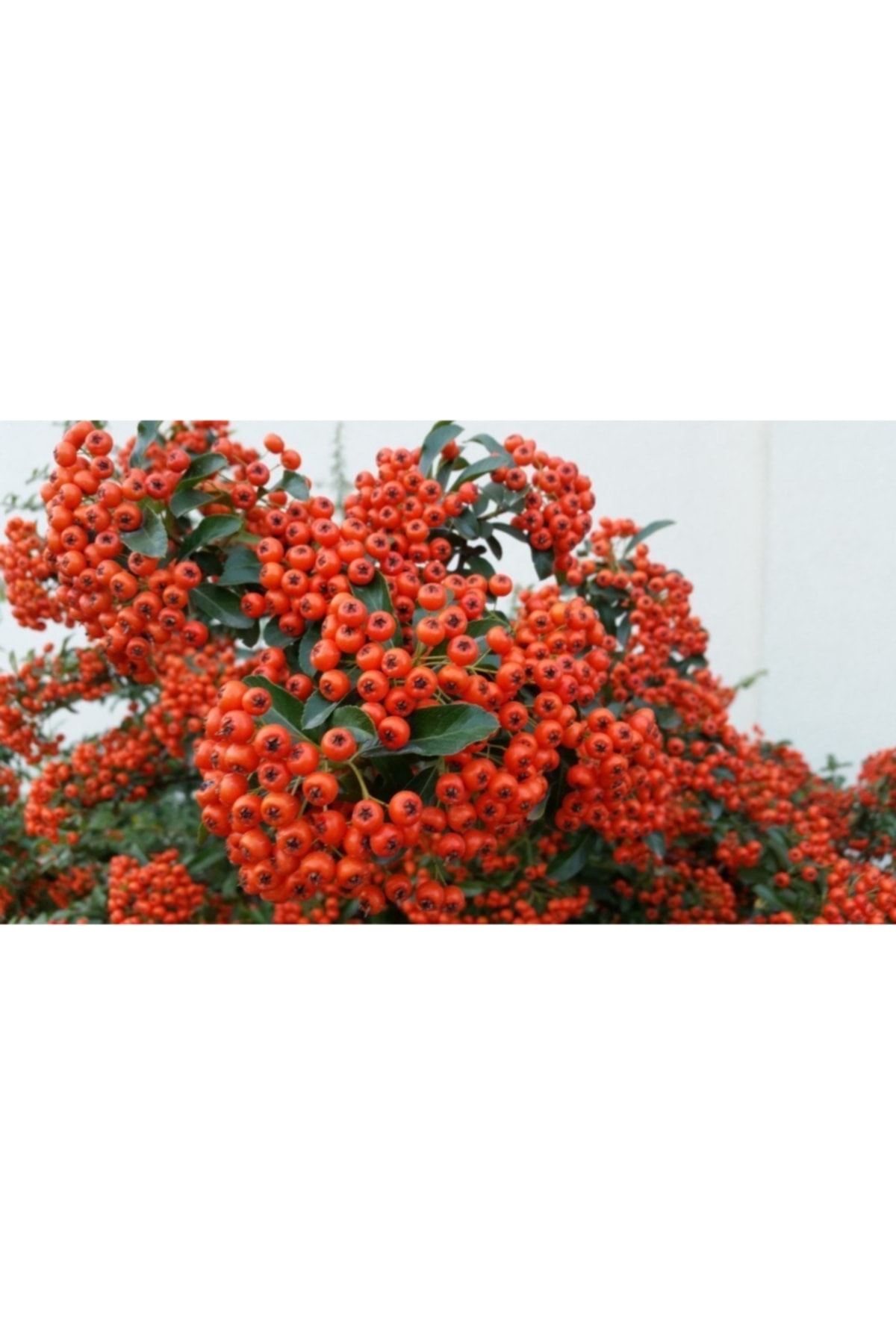 Tüplü Ateş Dikeni Fidanı