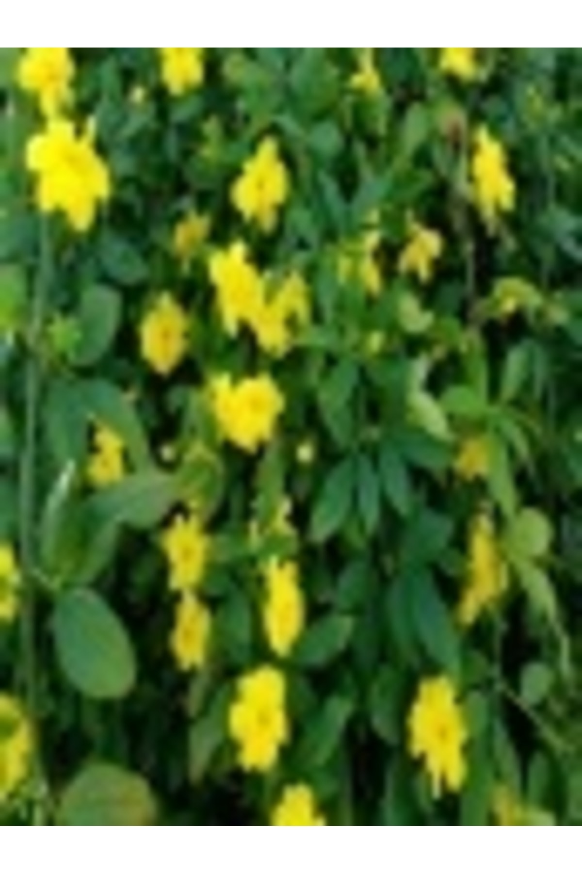 1 Adet Saksılı Sarı Yasemin Fidanı