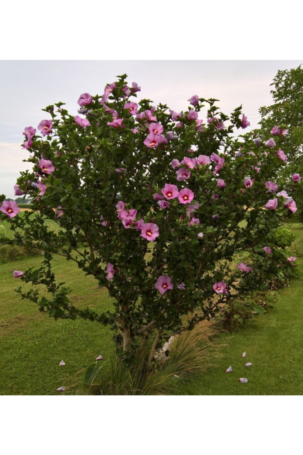 Pembe Renkli Ağaç Hatmi Fidanı