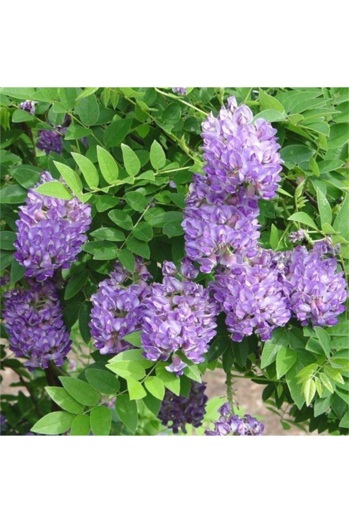 Yoğun Kokulu Mor Salkım Fidanı