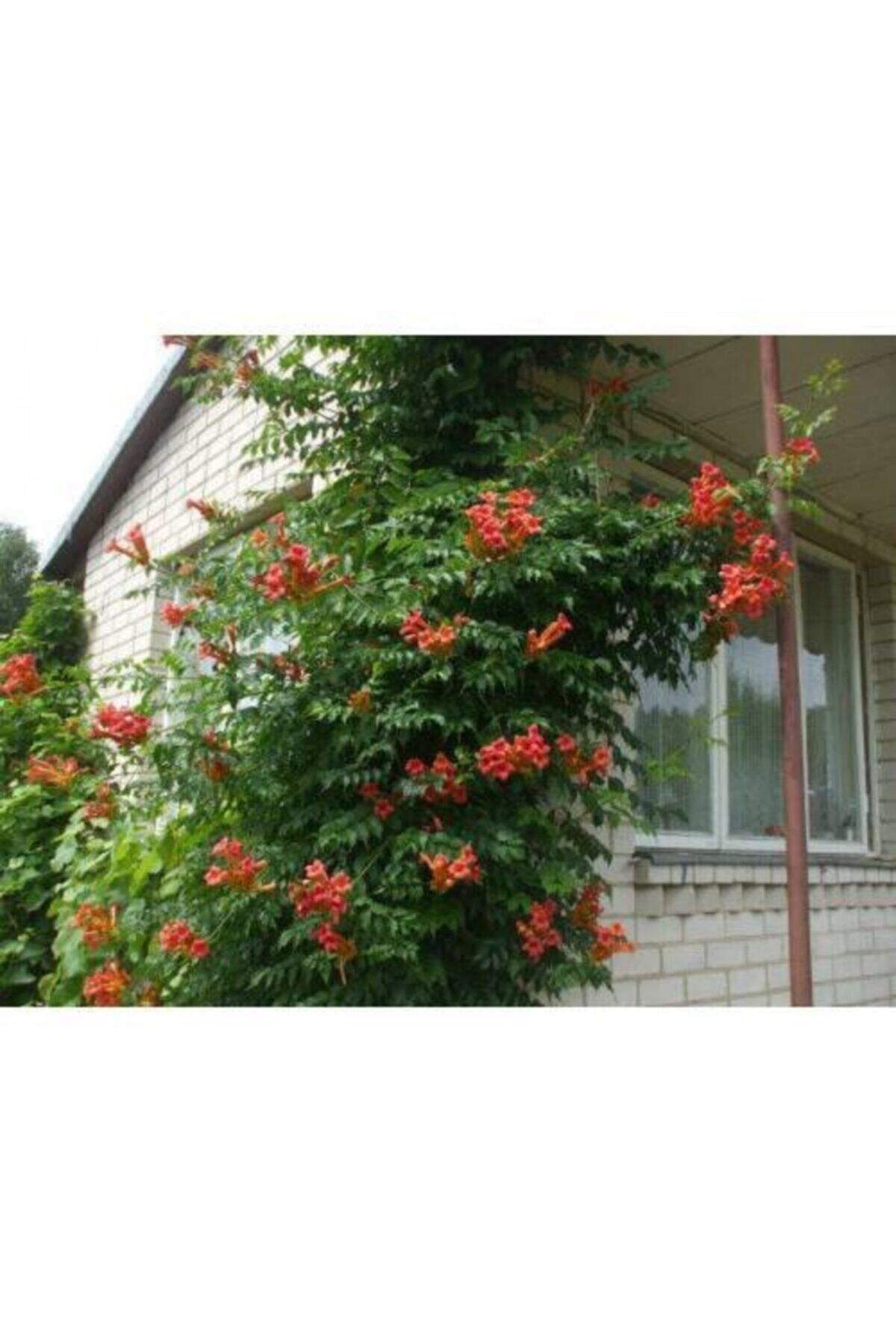 Acem Borusu Sarmaşık ( Turuncu Borazan Çiçeği ) Fidanı ( Tüplü 50-80 Cm )