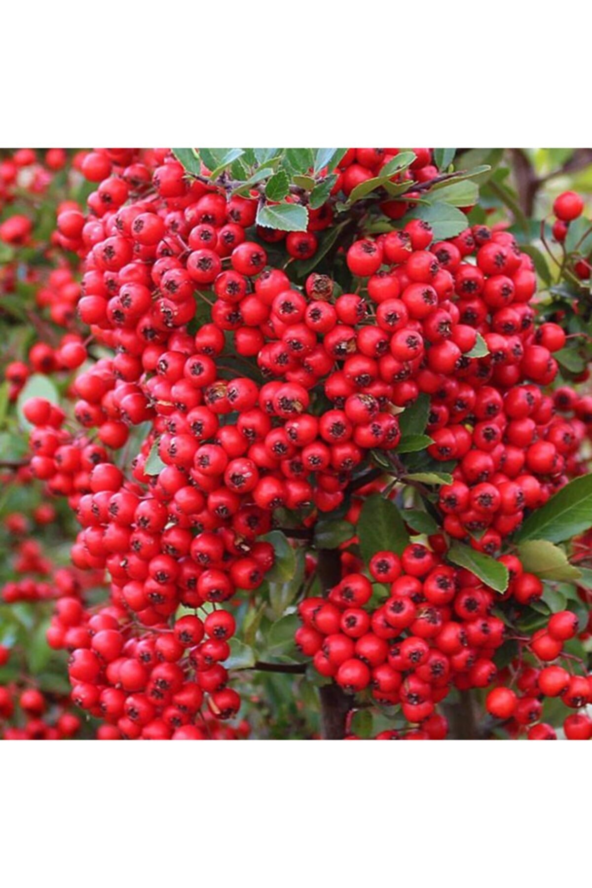 Tüplü Kuş Elması Kırmızı Meyveli Ateş Dikeni Fidanı