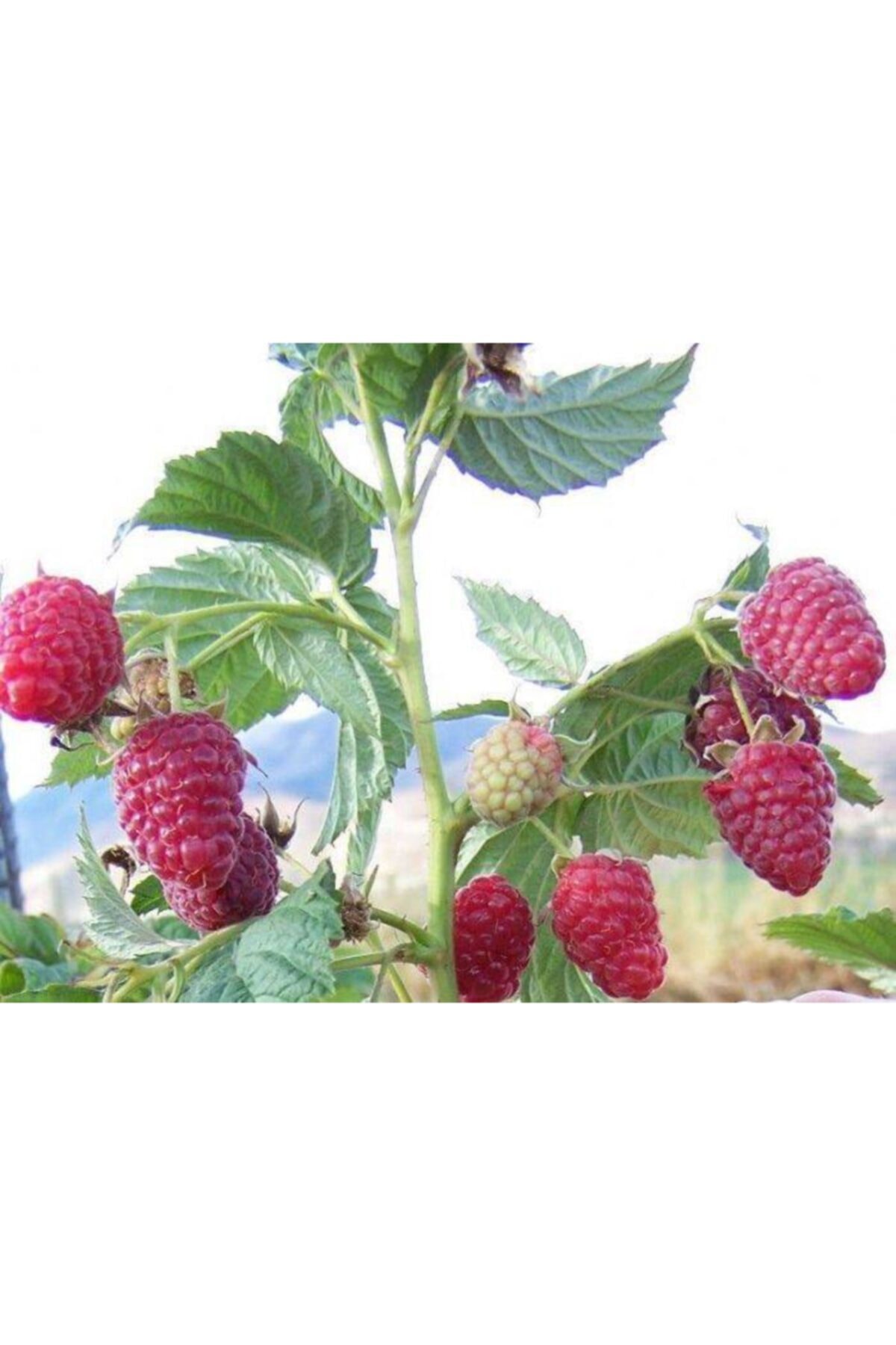 Tüplü Iri Meyveli Yediveren Ahududu Fidanı