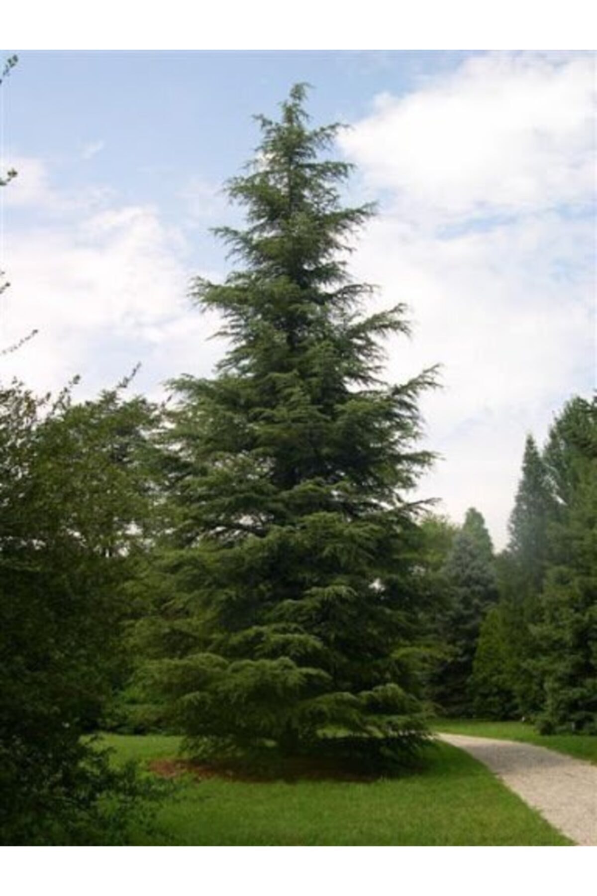 Toros Sedir Çam Fidanı( 2 Yaşında Boy 90-120cm) ( Katran Çam Fidanı )