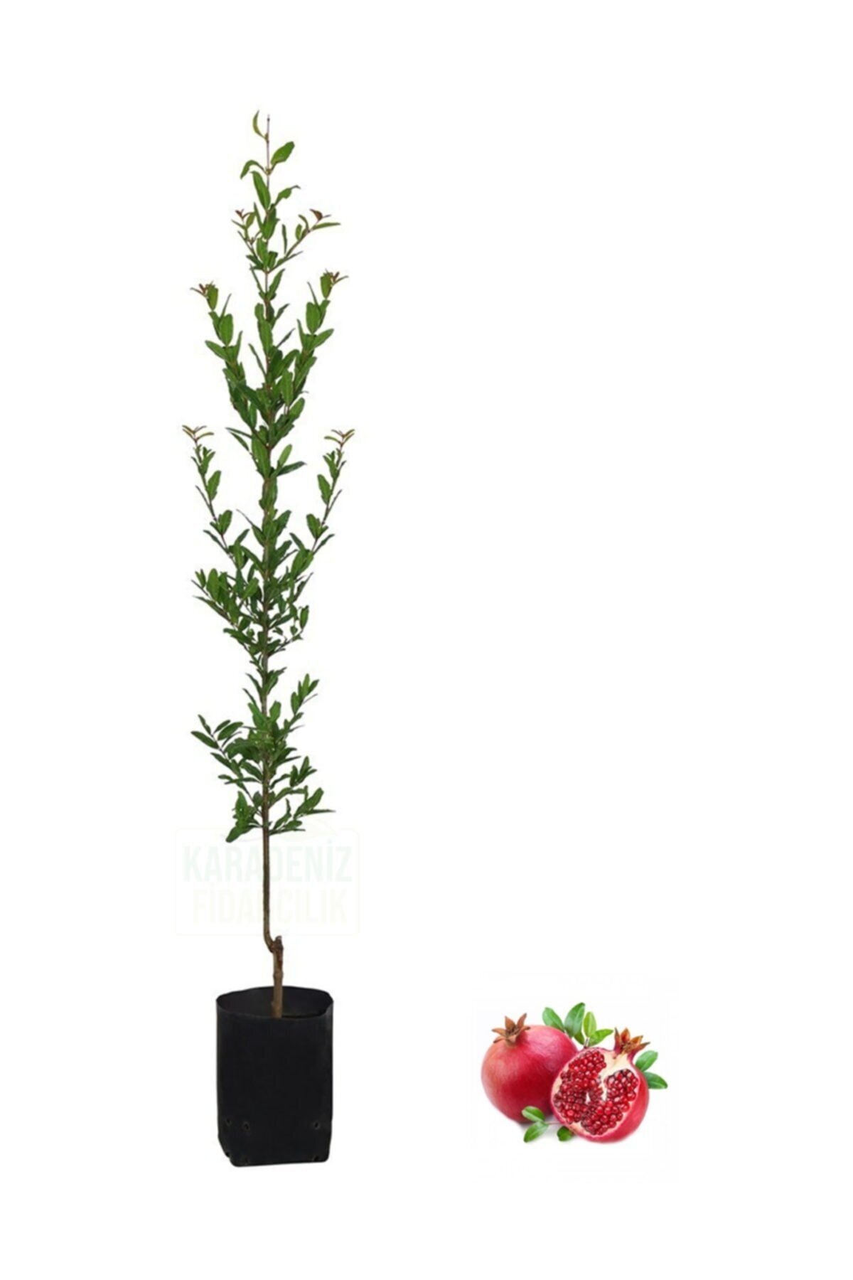 Tüplü Hicaz Nar Fidanı Aşılı