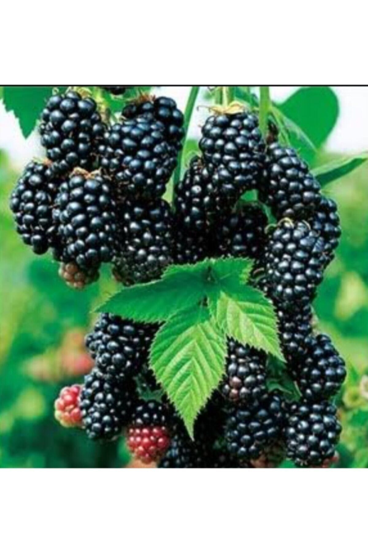 Dikensiz Yediveren Böğürtleyen Fidanı(açık Köklü)