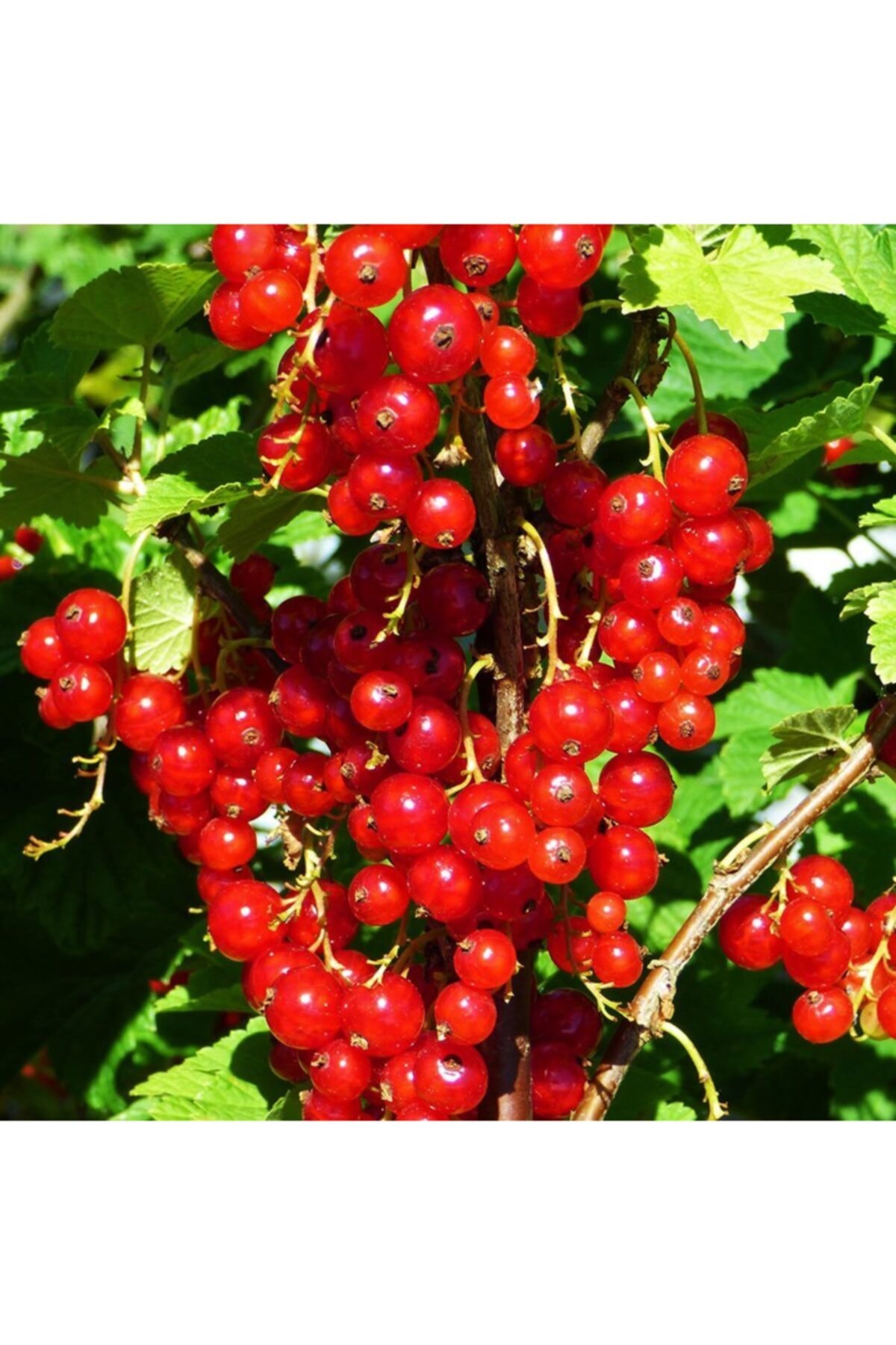 Tüplü Pasta Süsü Için Red Lake Frenk Üzümü Fidanı