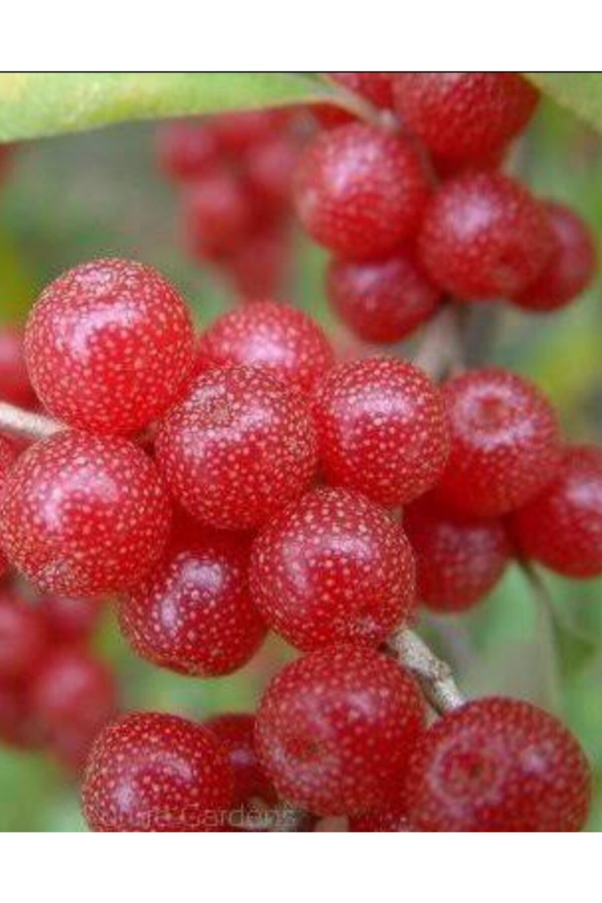 Güz Zeytini Fidanı 2 Yaşında Olup Saksıdadır