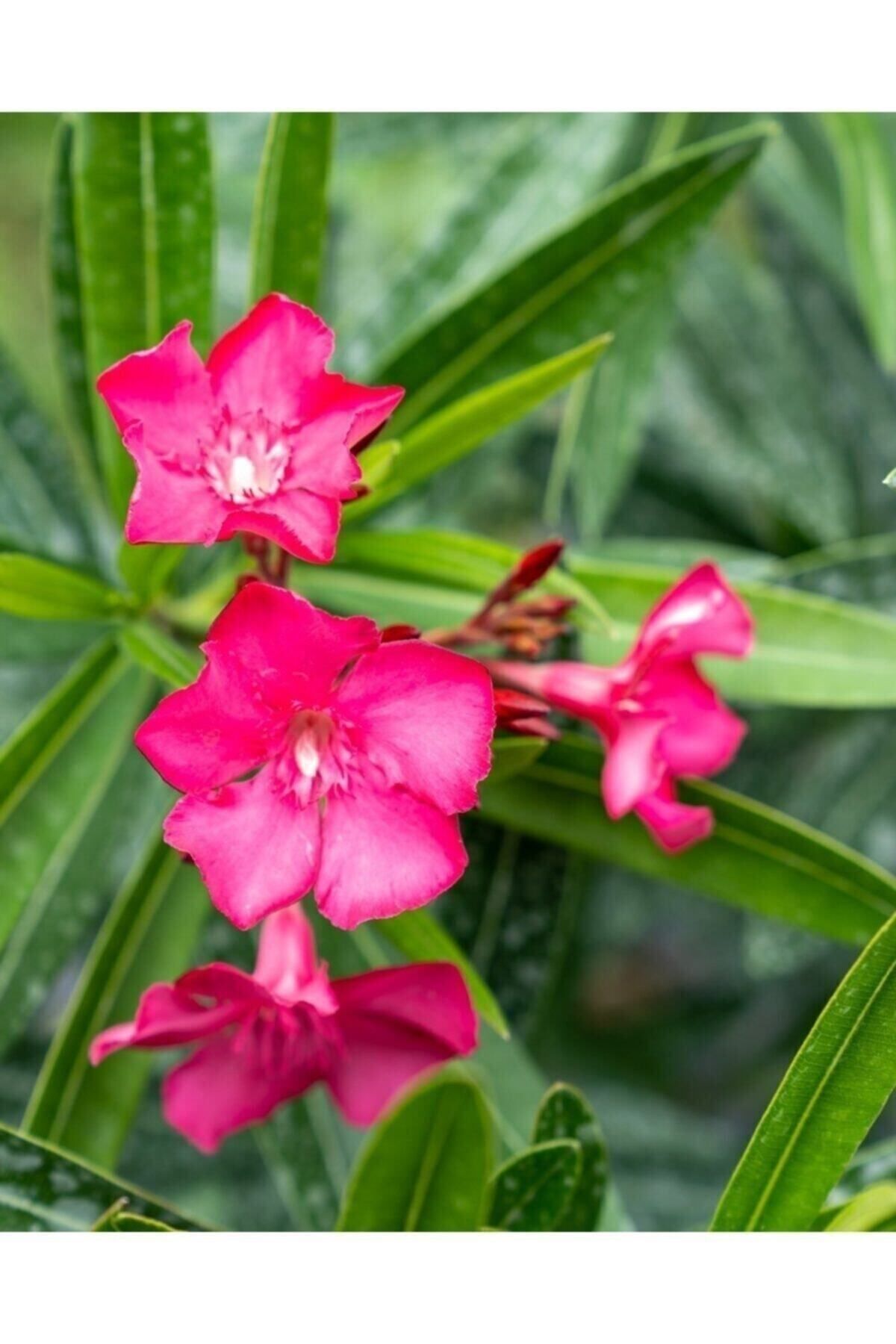 Pembe Çiçekli Zakkum Fidanı