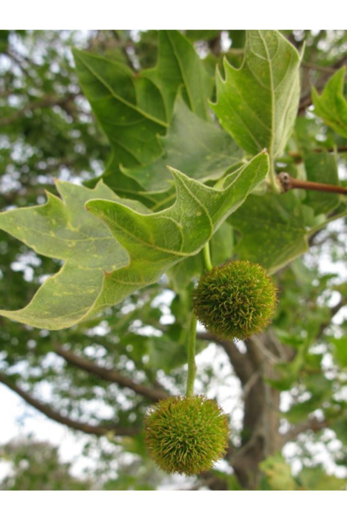 Uzun Ömürlü Anadolu Çınar Ağacı Fidanı