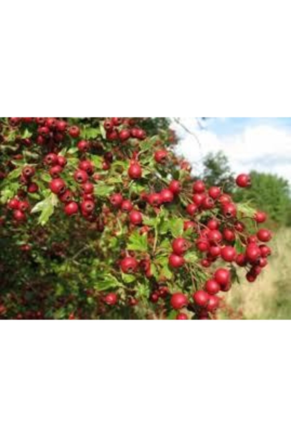 Kırmızı İri Meyveli Tüplü Aşılı Alıç Fidanı