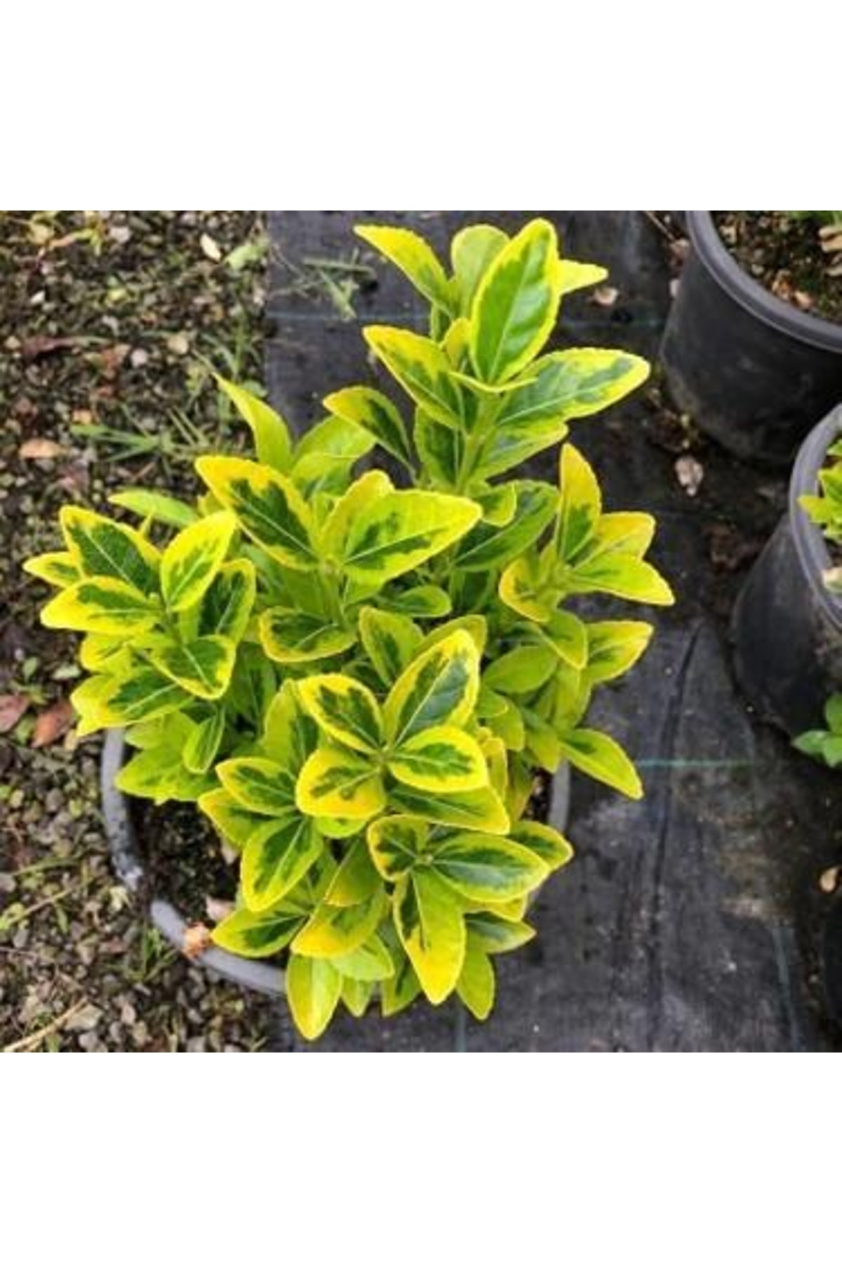 8 Adet Saksıda Gold Taflan Boy 35-45cm