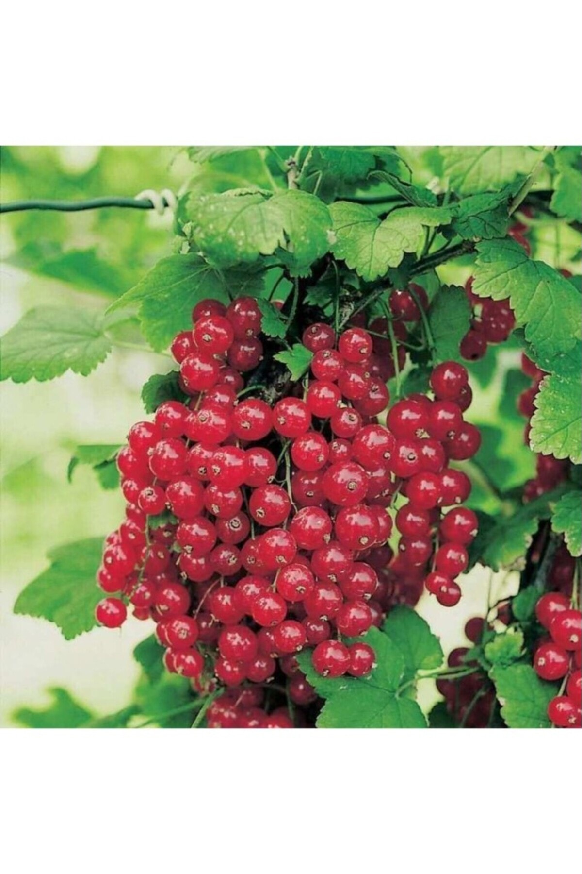 Kırmızı Frenk Üzümü Fidanı 10-20 cm