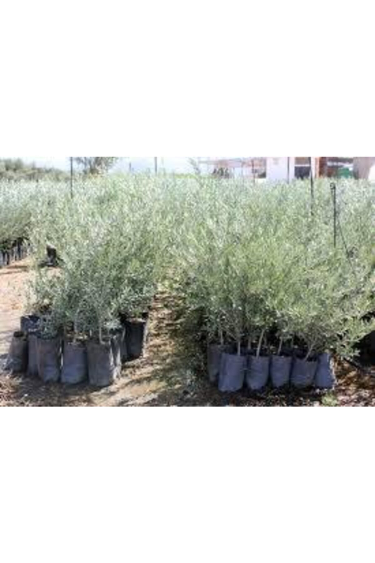 20 Adet Gemlik Zeytin Fidanı