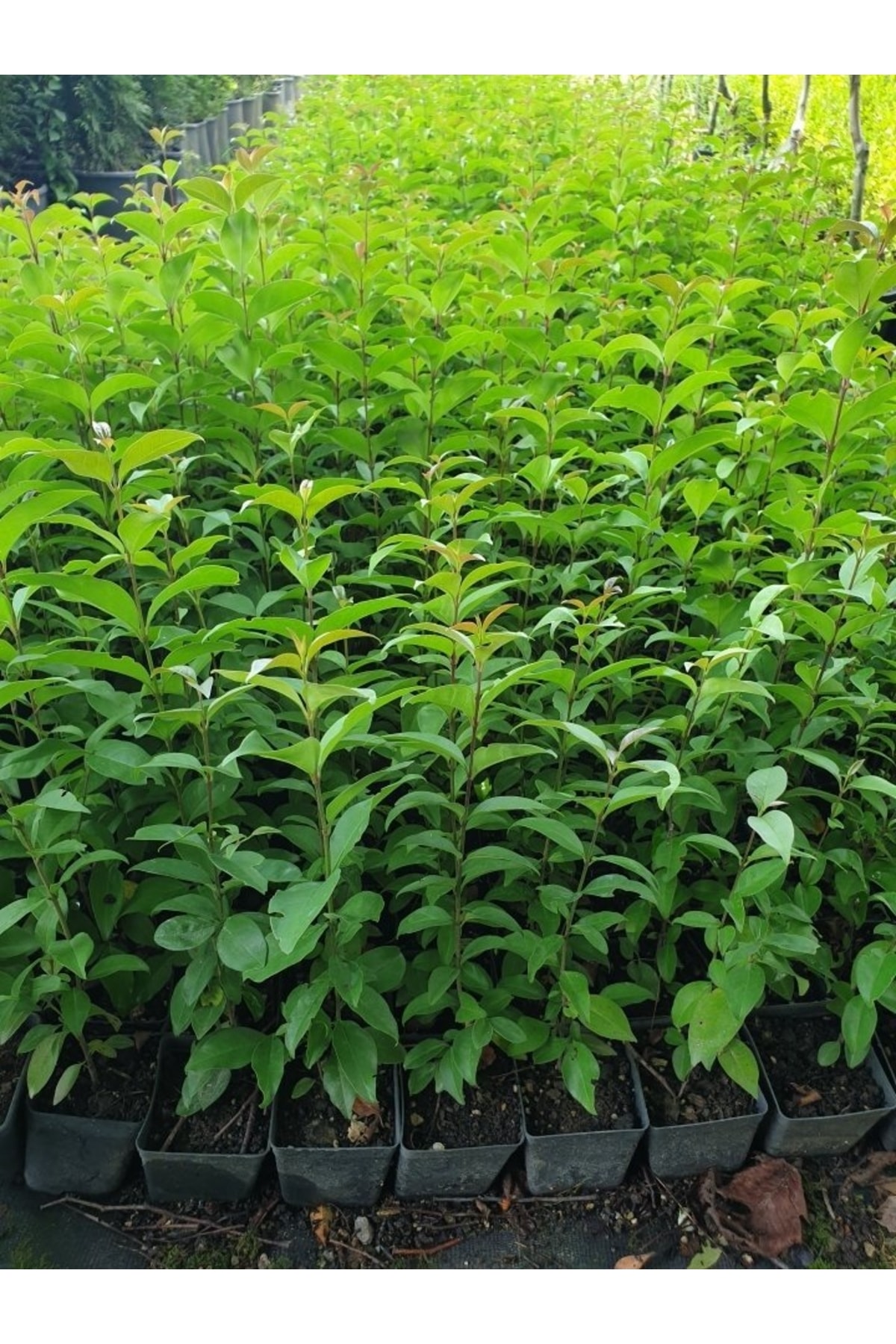 Çit Bitkisi Ligustrum Kurtbağrı Fidanı Boy 90-110cm 4 Adet