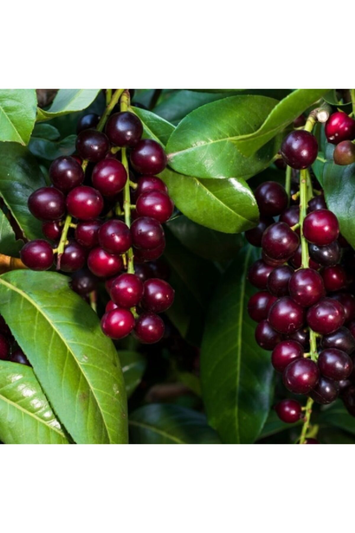 Tüplü Karayemiş Laz Kirazı (taflan) Fidanı