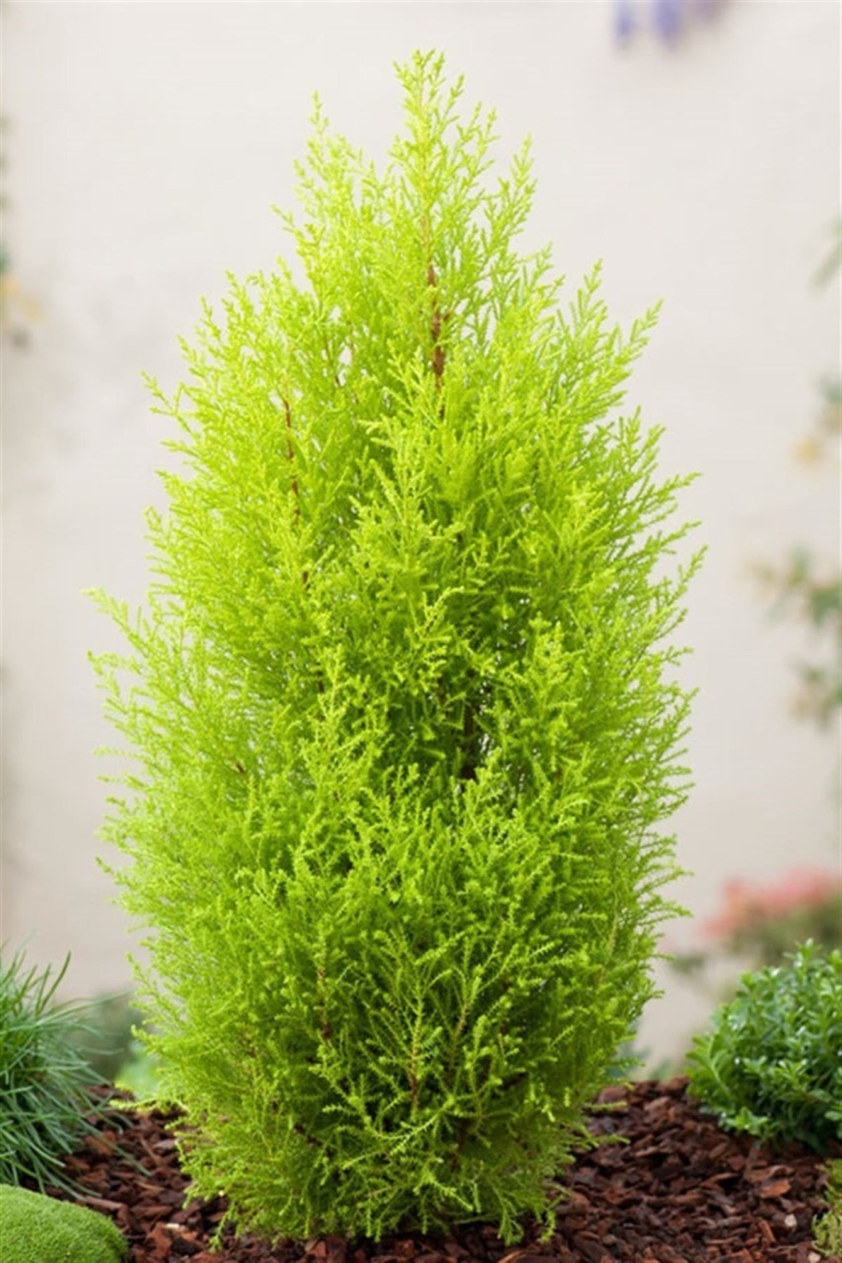 Saksıda Limoni Servi Fidanı Boy (40- 60 Cm)