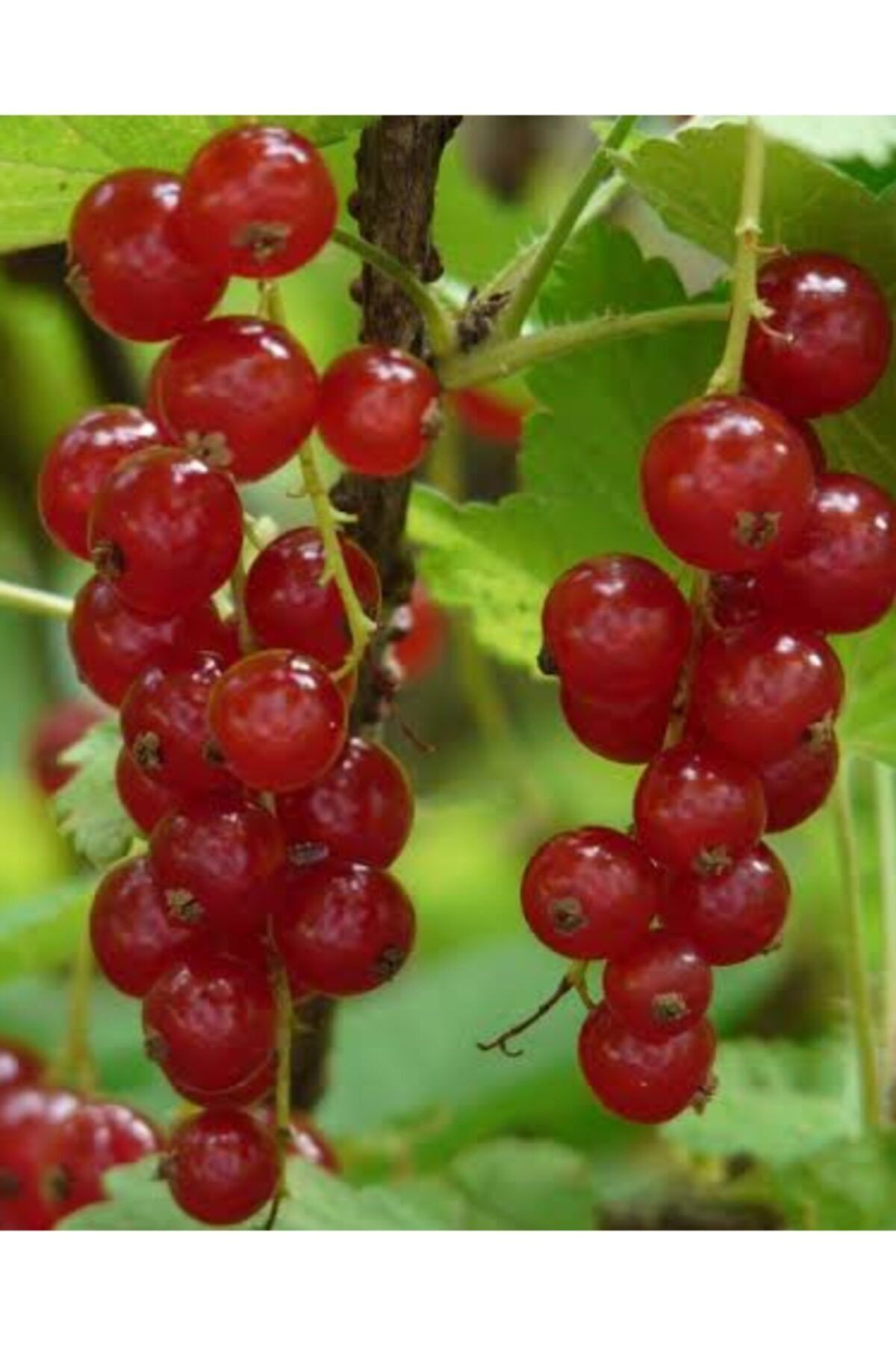 Bektaşi Üzüm Fidanı ( Kırmızı Renkli)