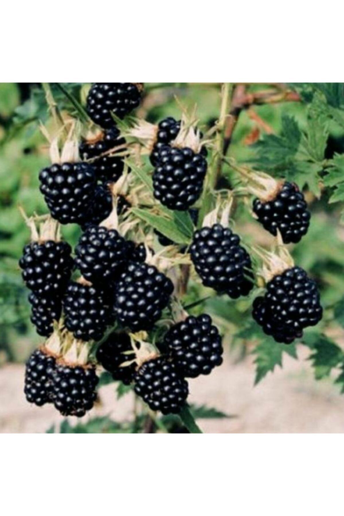 Dikensiz Iri Taneli Böğürtleyen Fidanı Saksıda