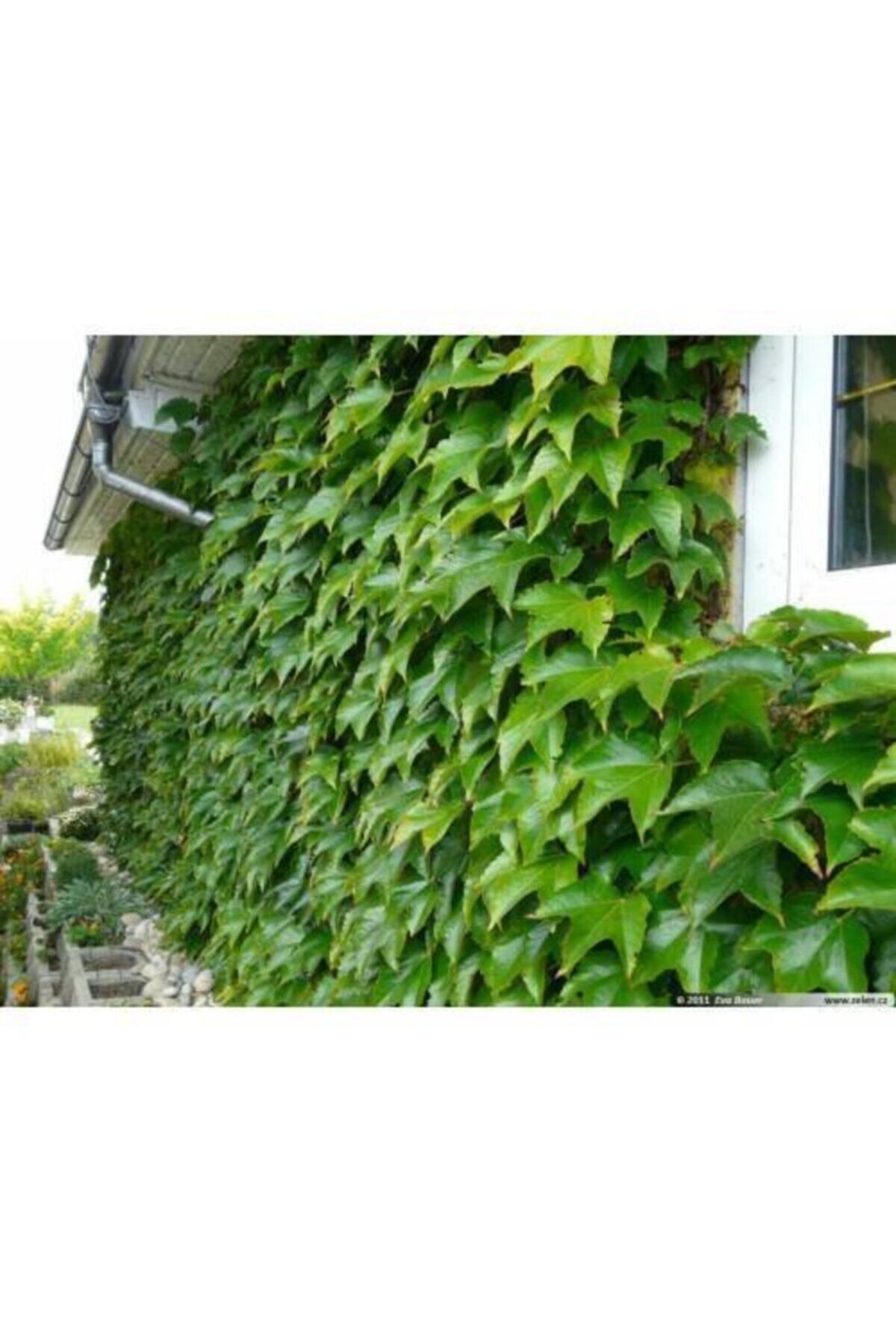 Amerikan Sarmaşığı Fidanı ( Tüplü ) 50-80 Cm