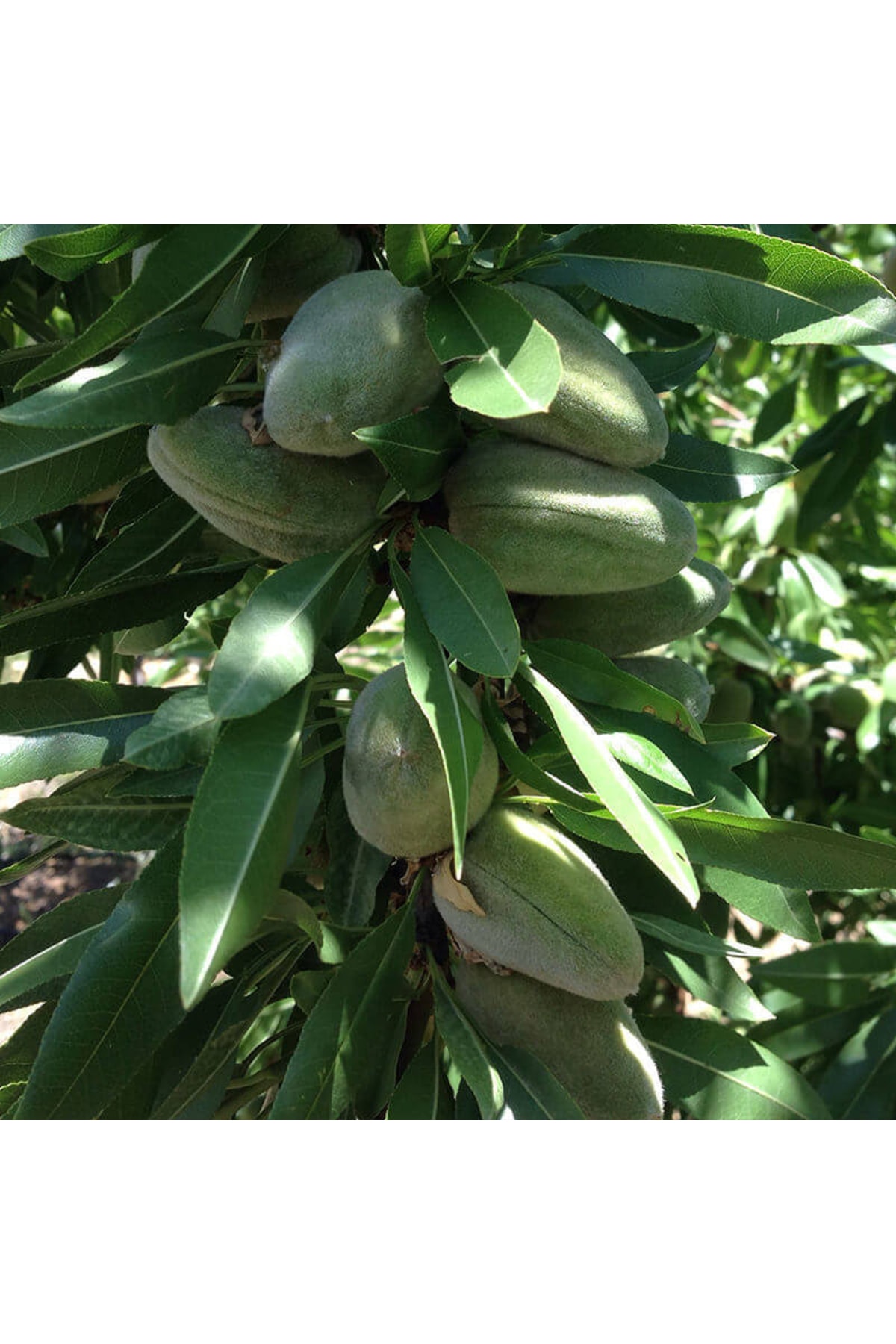 Bertina Badem Fidanı Aşılı ( Açık Köklü \ 80-100 Cm )