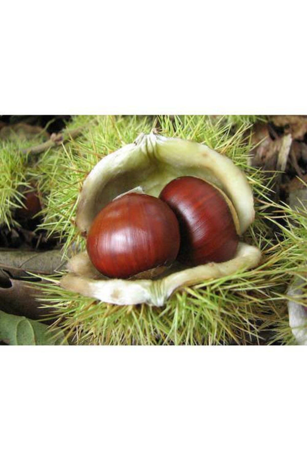 Anadolu Kestane Fidanı  2 Yaş -Tüplü  80-120 cm