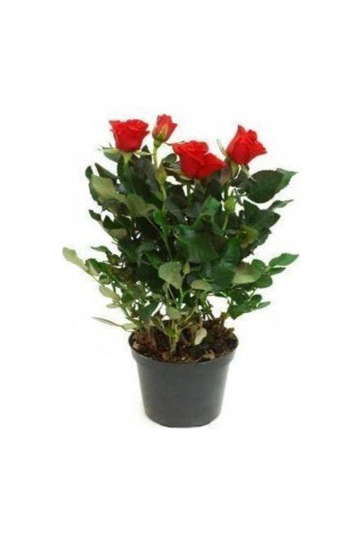 Tüplü Yediveren Kırmızı Çıtır Minyatür Gül Fidanı Bodur Gül