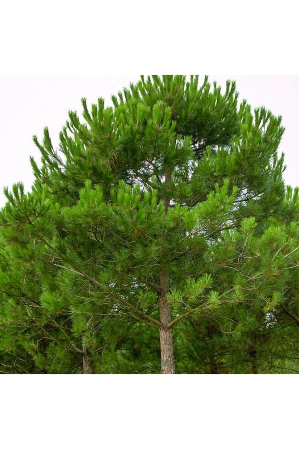 Tüplü Fıstık Çamı Fidanı (çam Fıstığı Veren Ağaç)